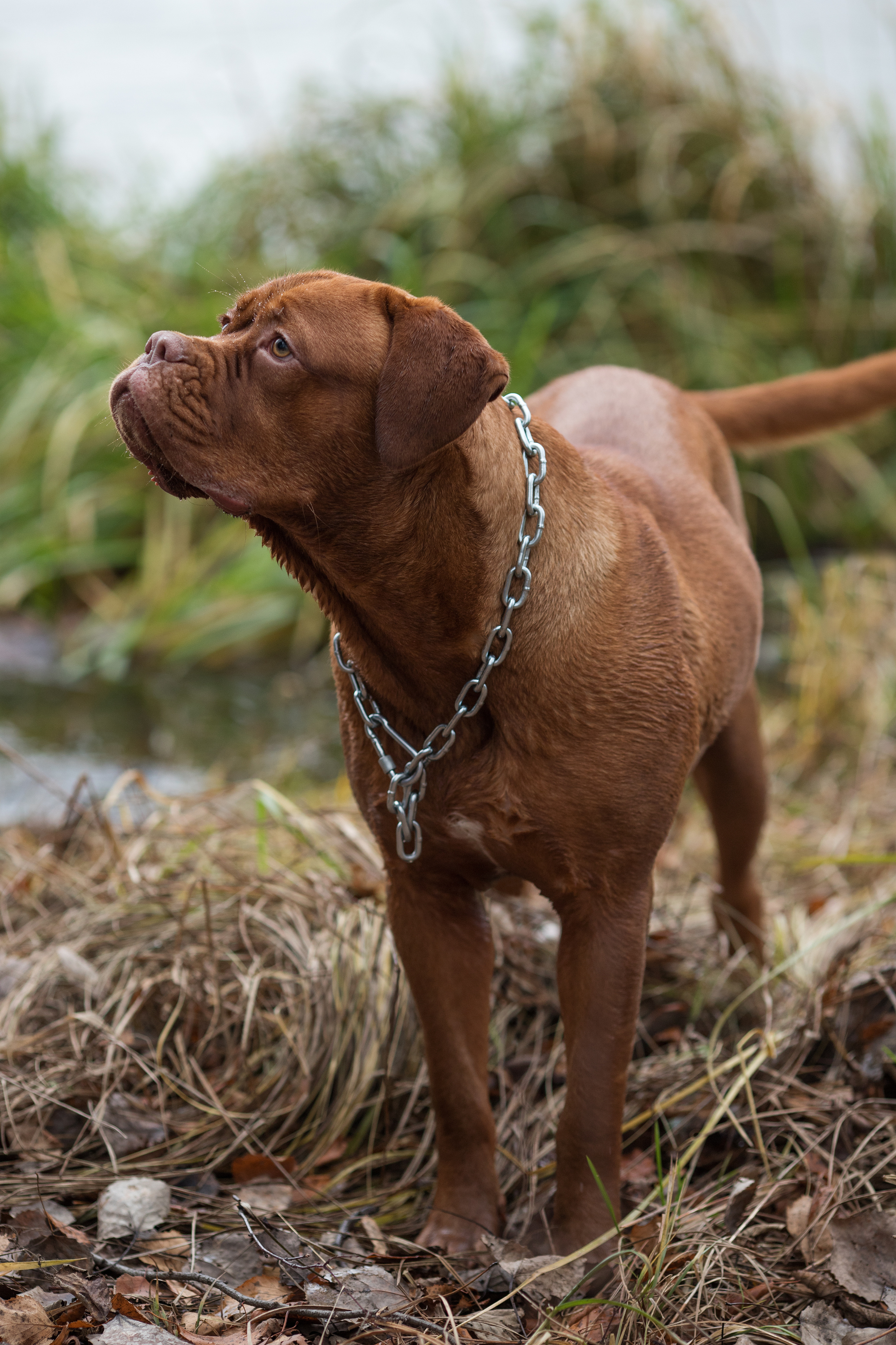Фотосъемка собак