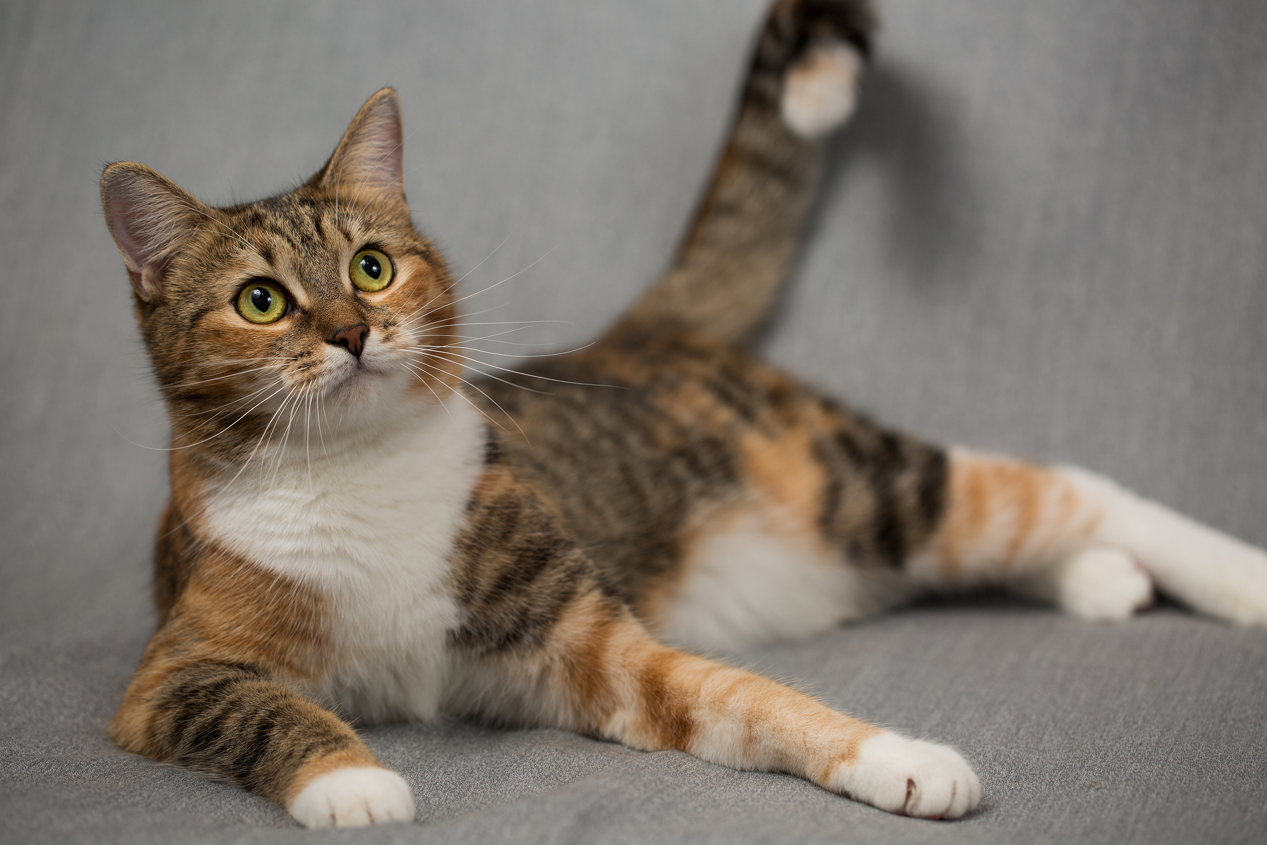 Фотосъемка животных