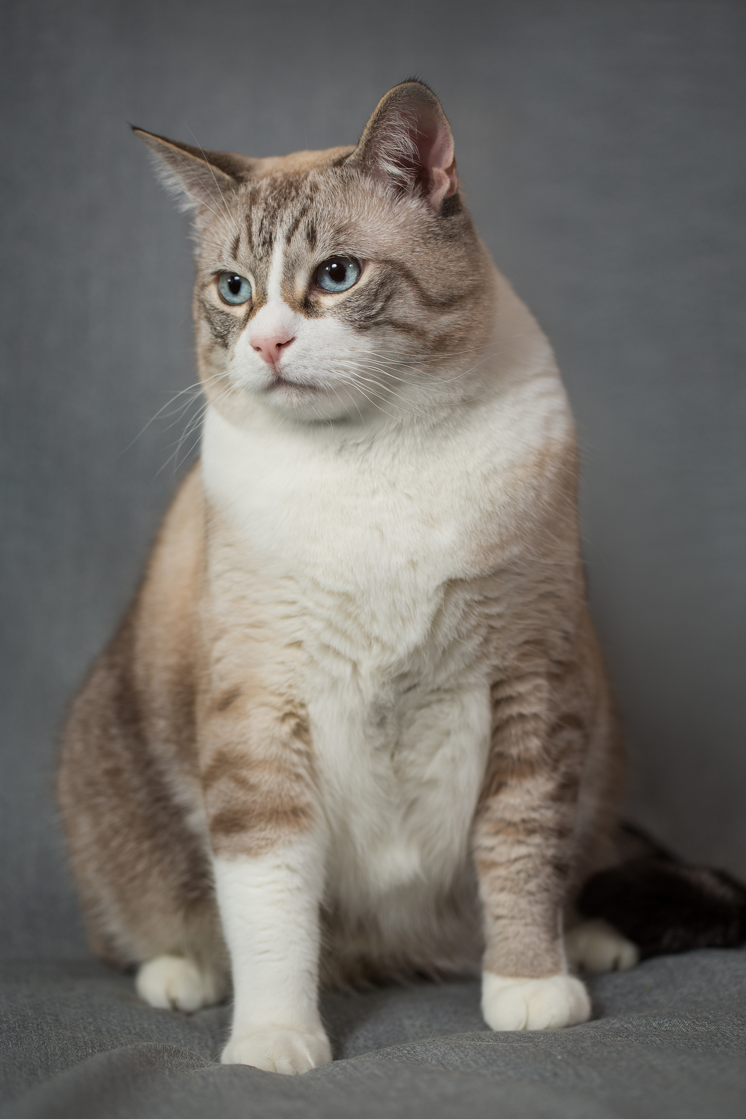 Фотосъемка животных