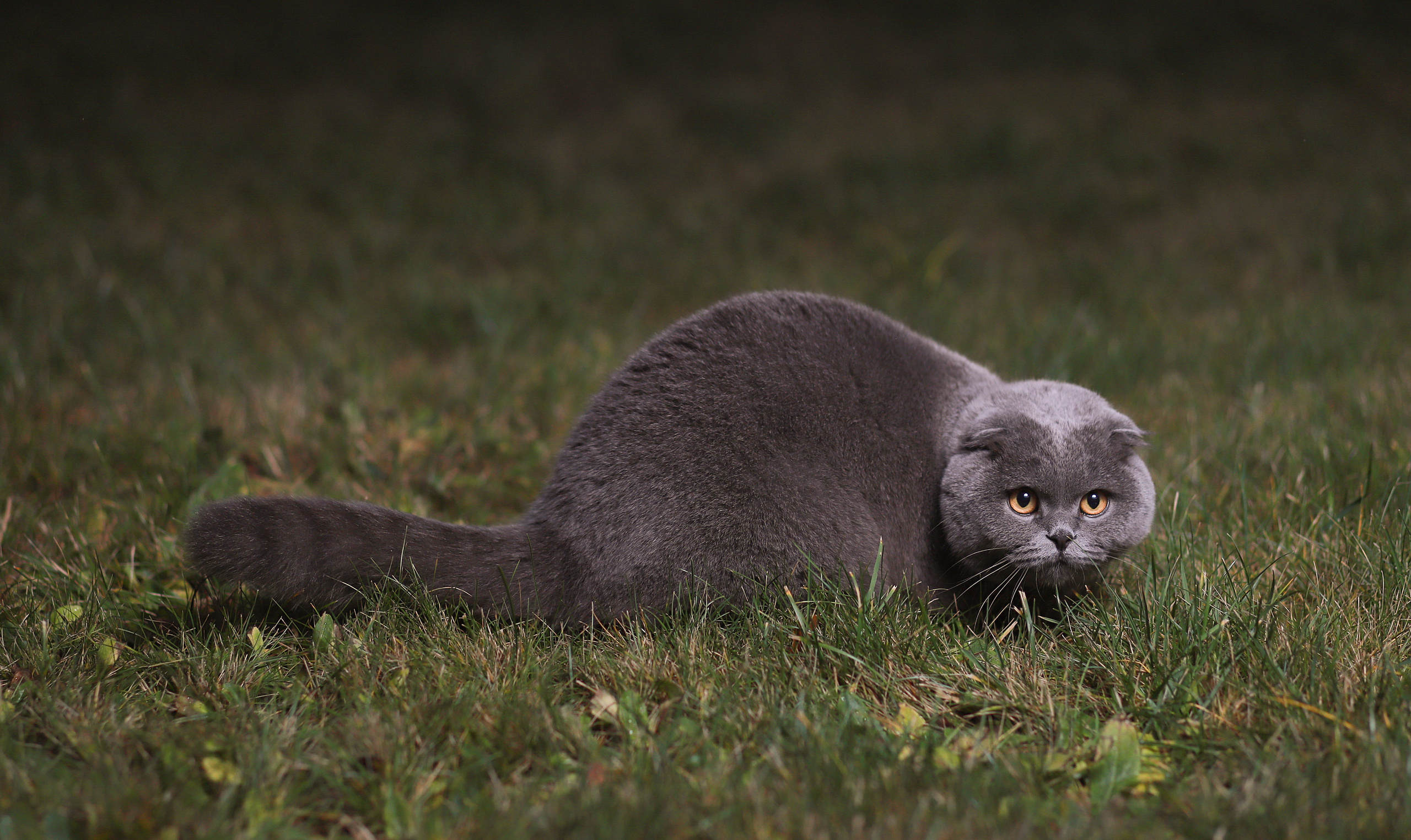 Фотограф анималист