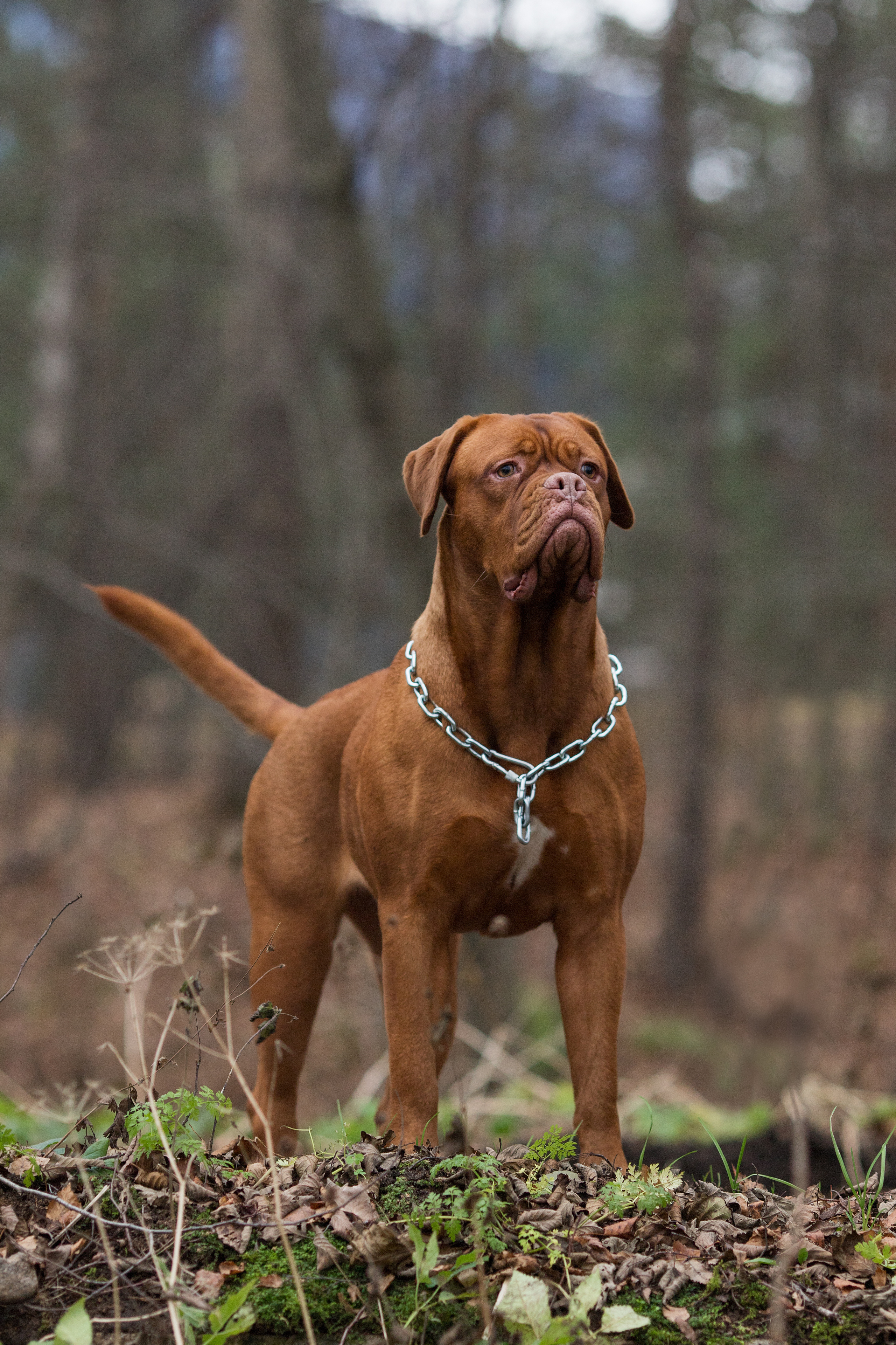 Фотосъемка животных