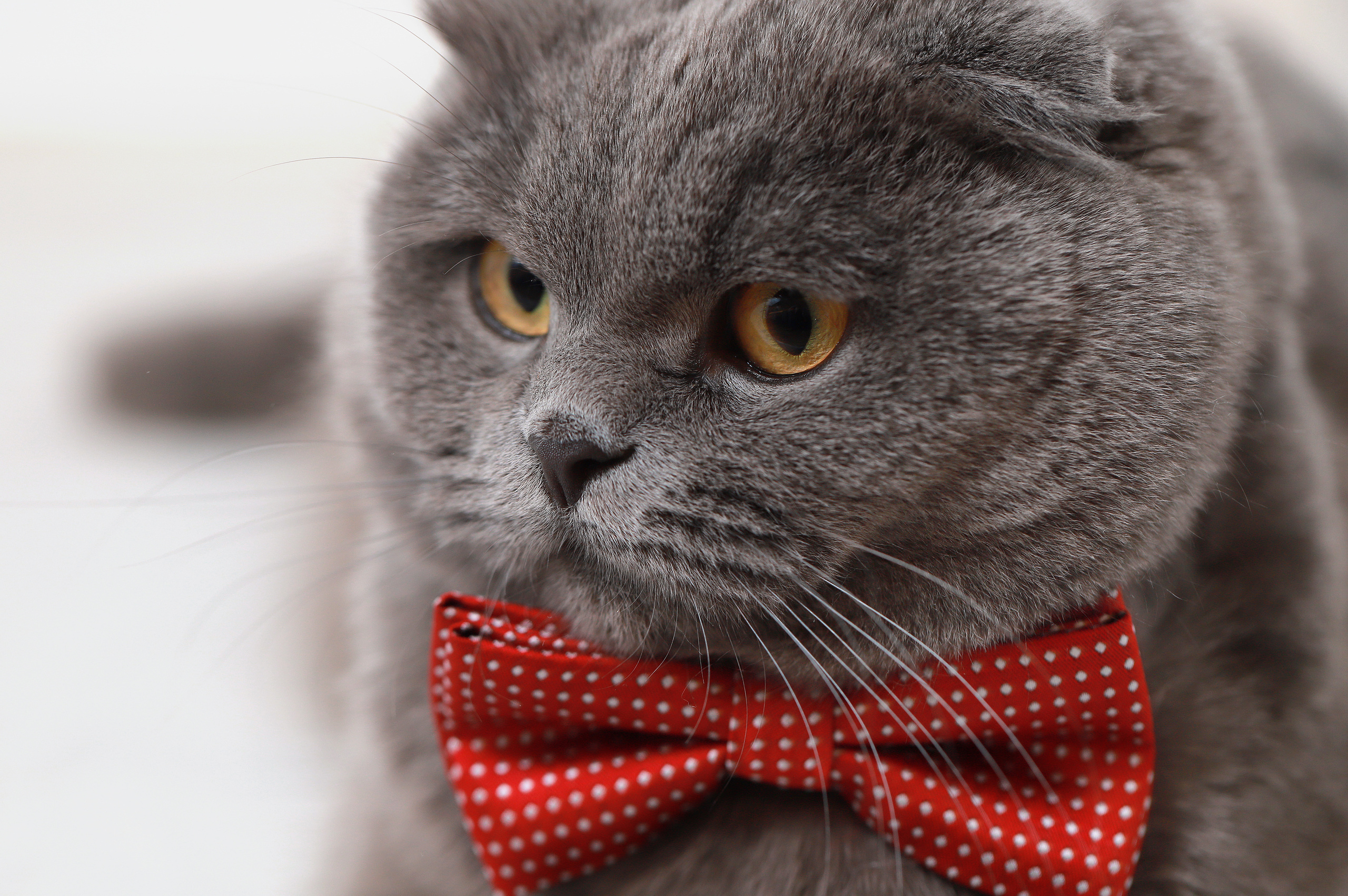 Фотосъемка животных