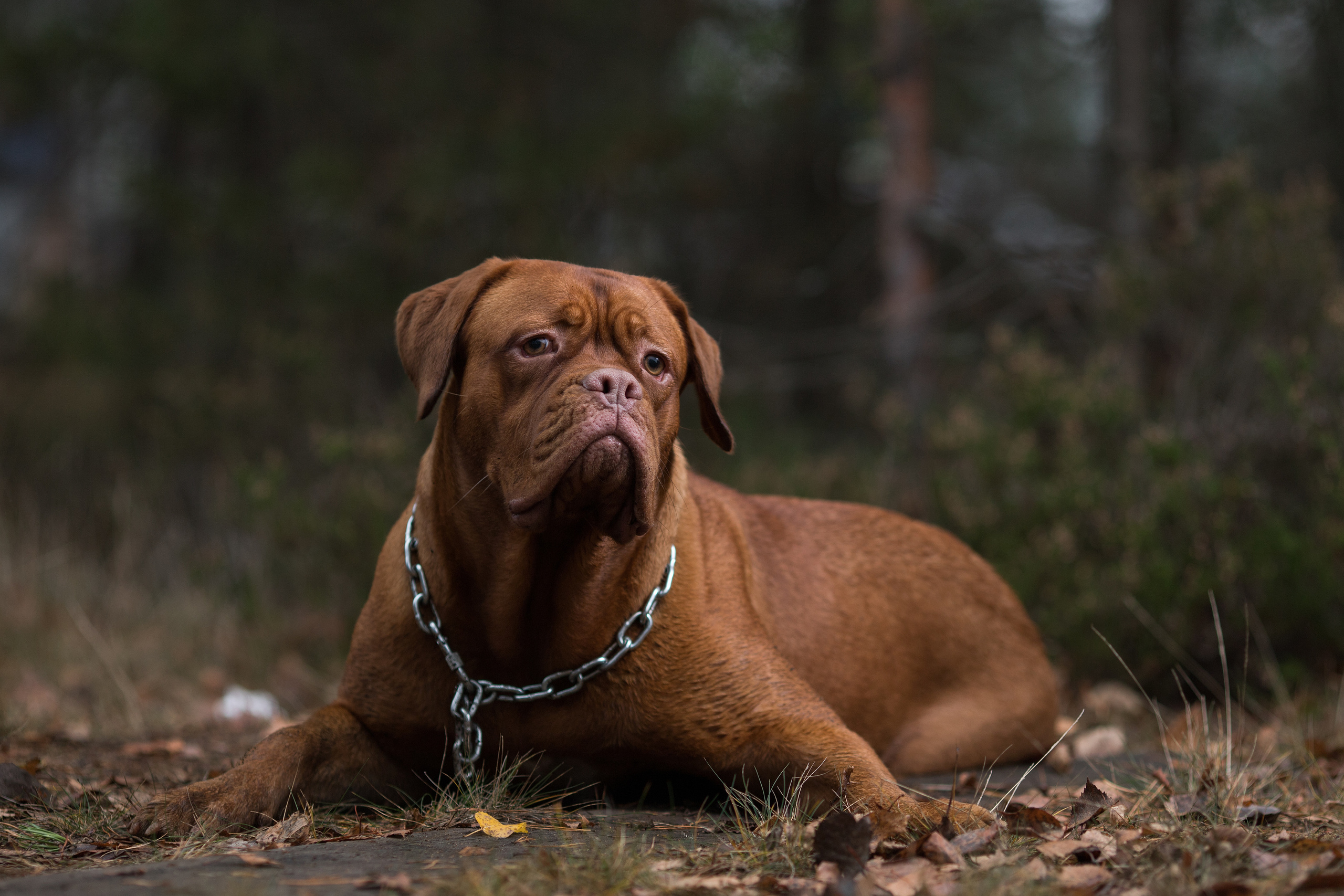 Фотосъемка животных. Свадебный и портретный фотограф из Санкт-Петербурга Геннадий Чистов