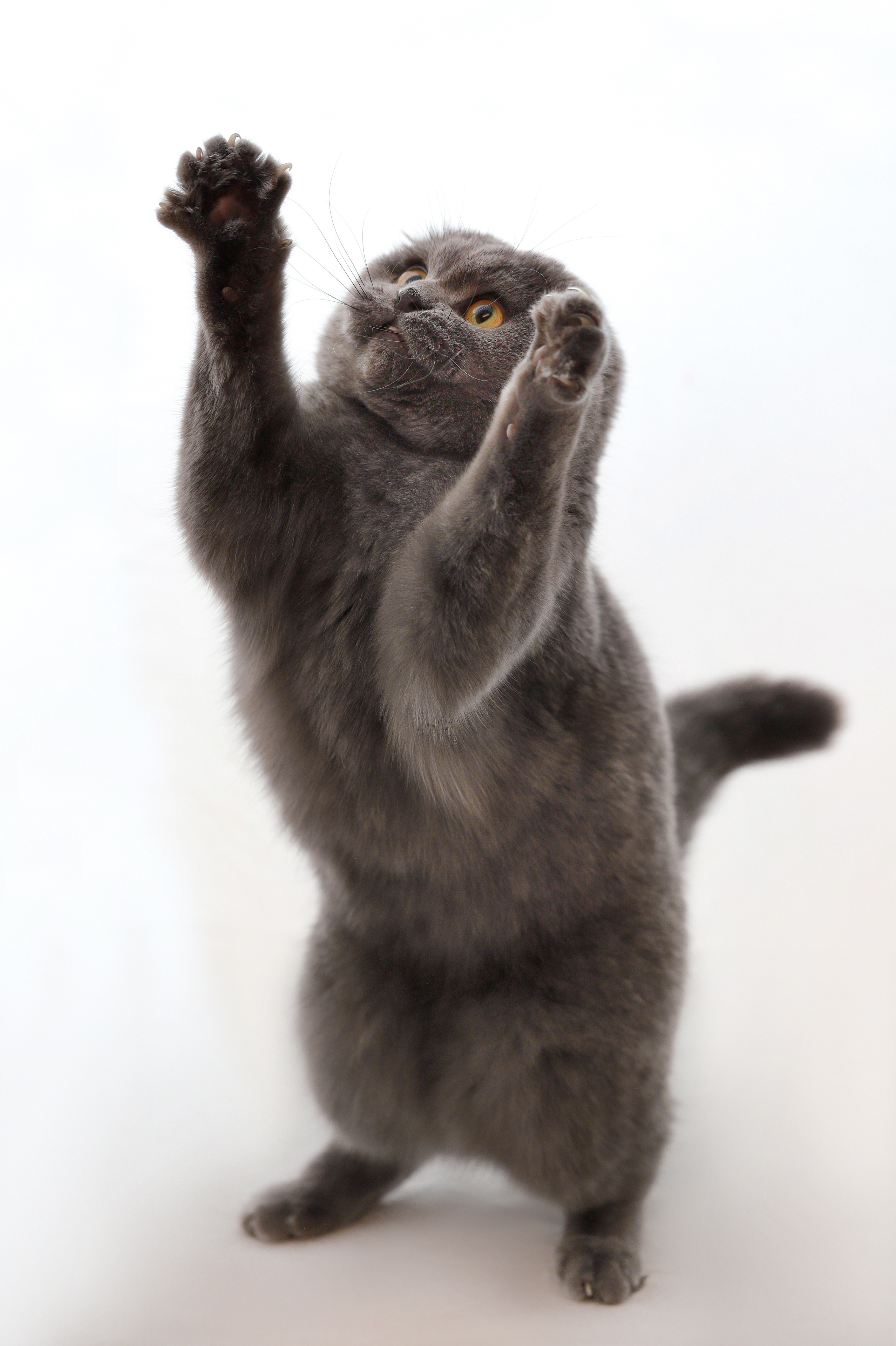 Фотосъемка кошек