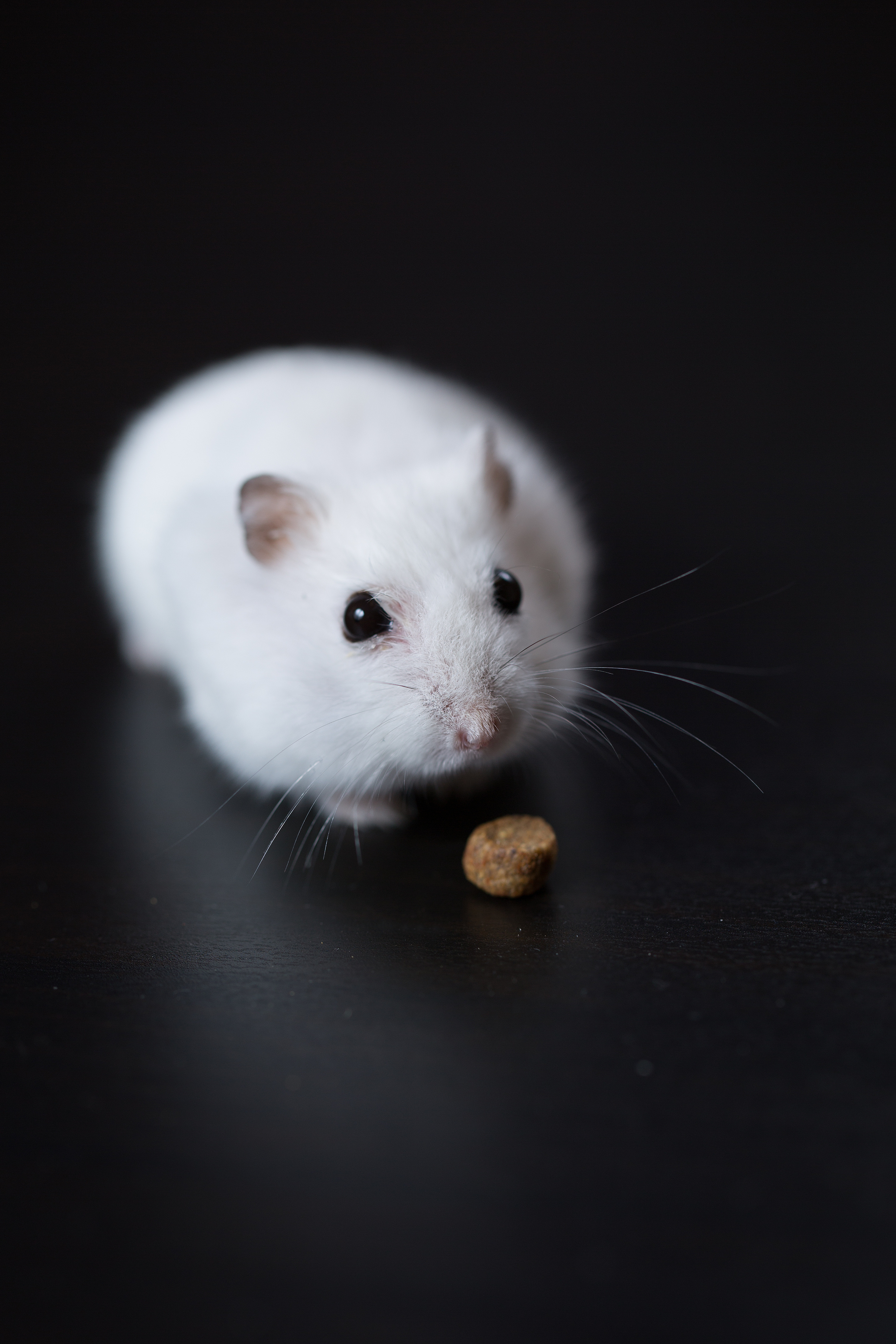 Фотосъемка животных