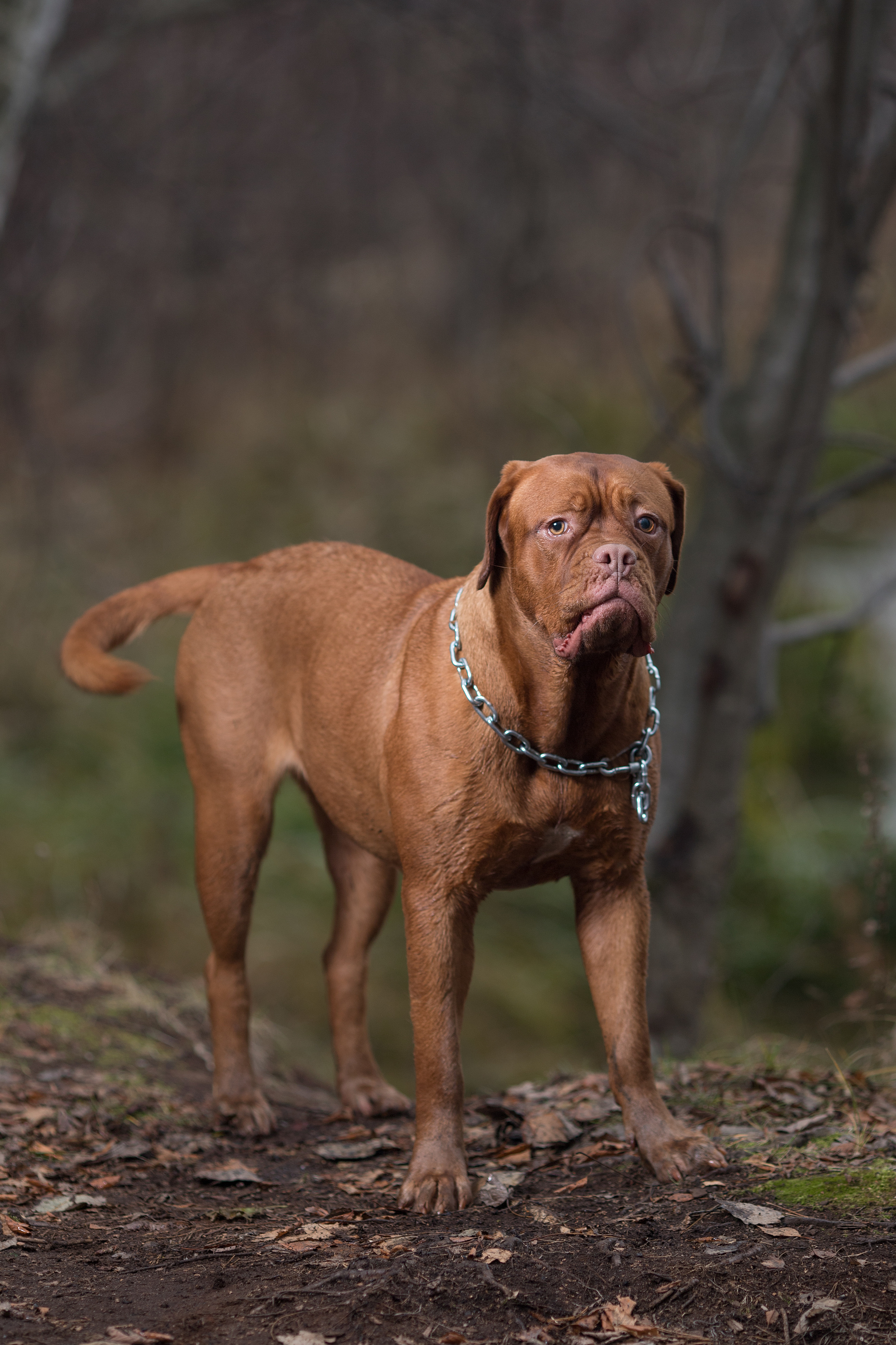Фотограф анималист