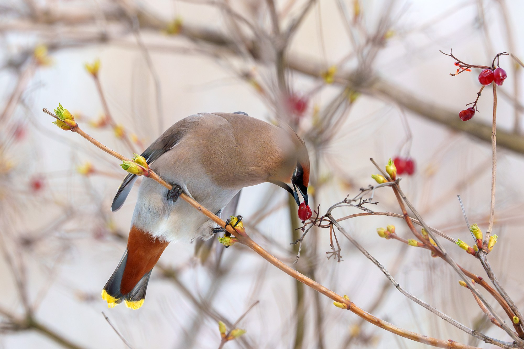 Удивительные мир птиц. Вокруг нас столько прекрасного — присмотритесь!. Ваш личный фотограф Марина Волкова