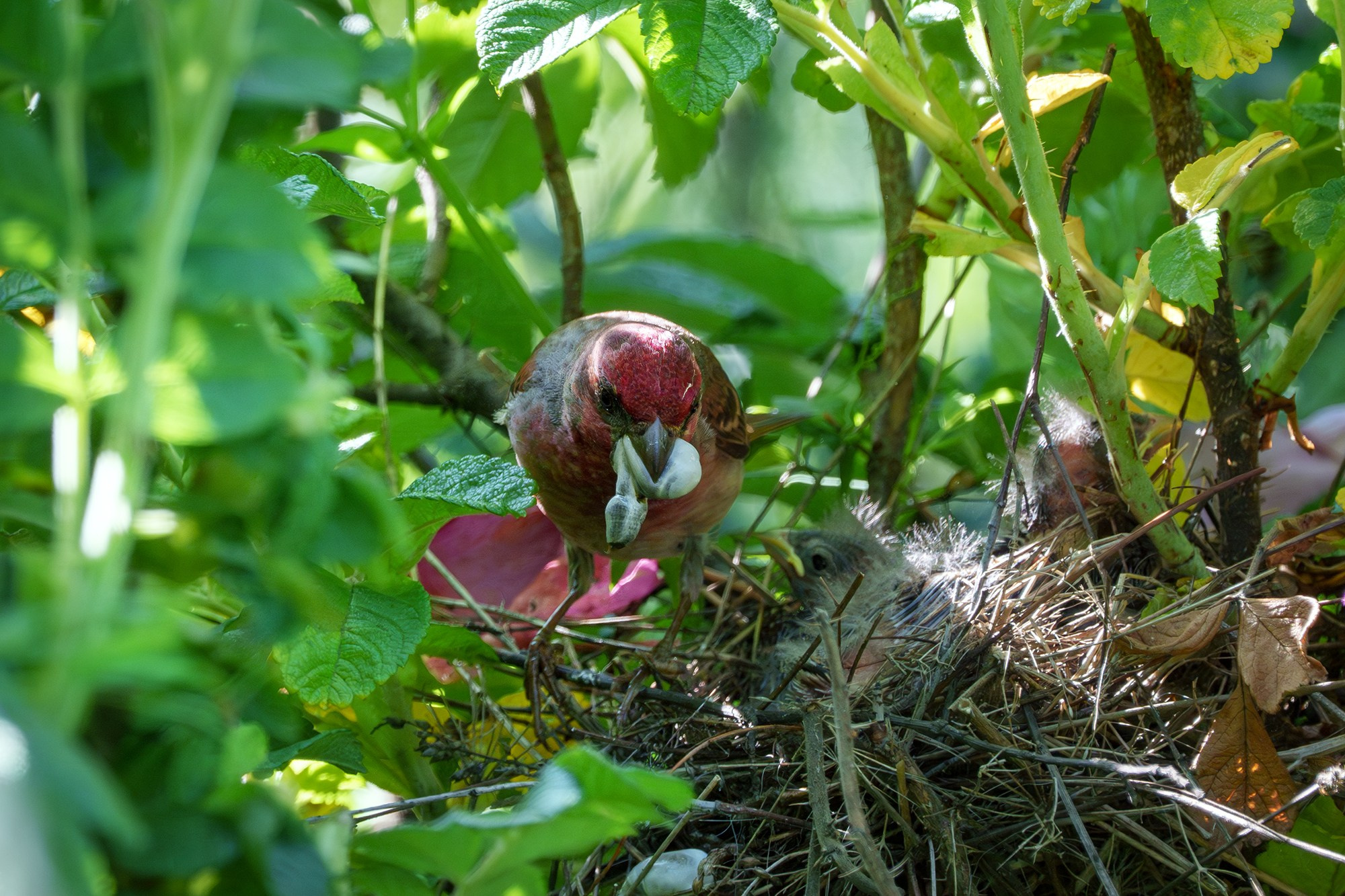 Удивительные мир птиц. Вокруг нас столько прекрасного — присмотритесь!. Ваш личный фотограф Марина Волкова
