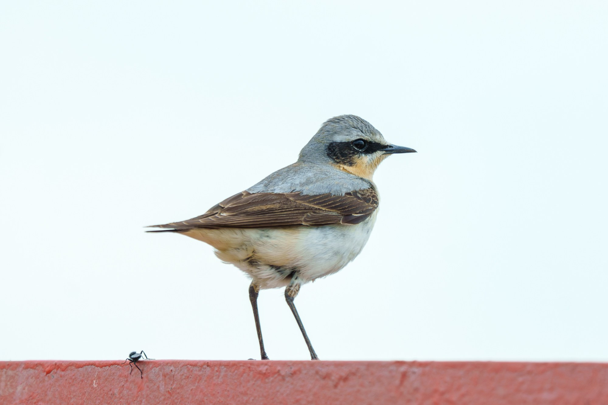 Удивительные мир птиц. Вокруг нас столько прекрасного — присмотритесь!. Ваш личный фотограф Марина Волкова