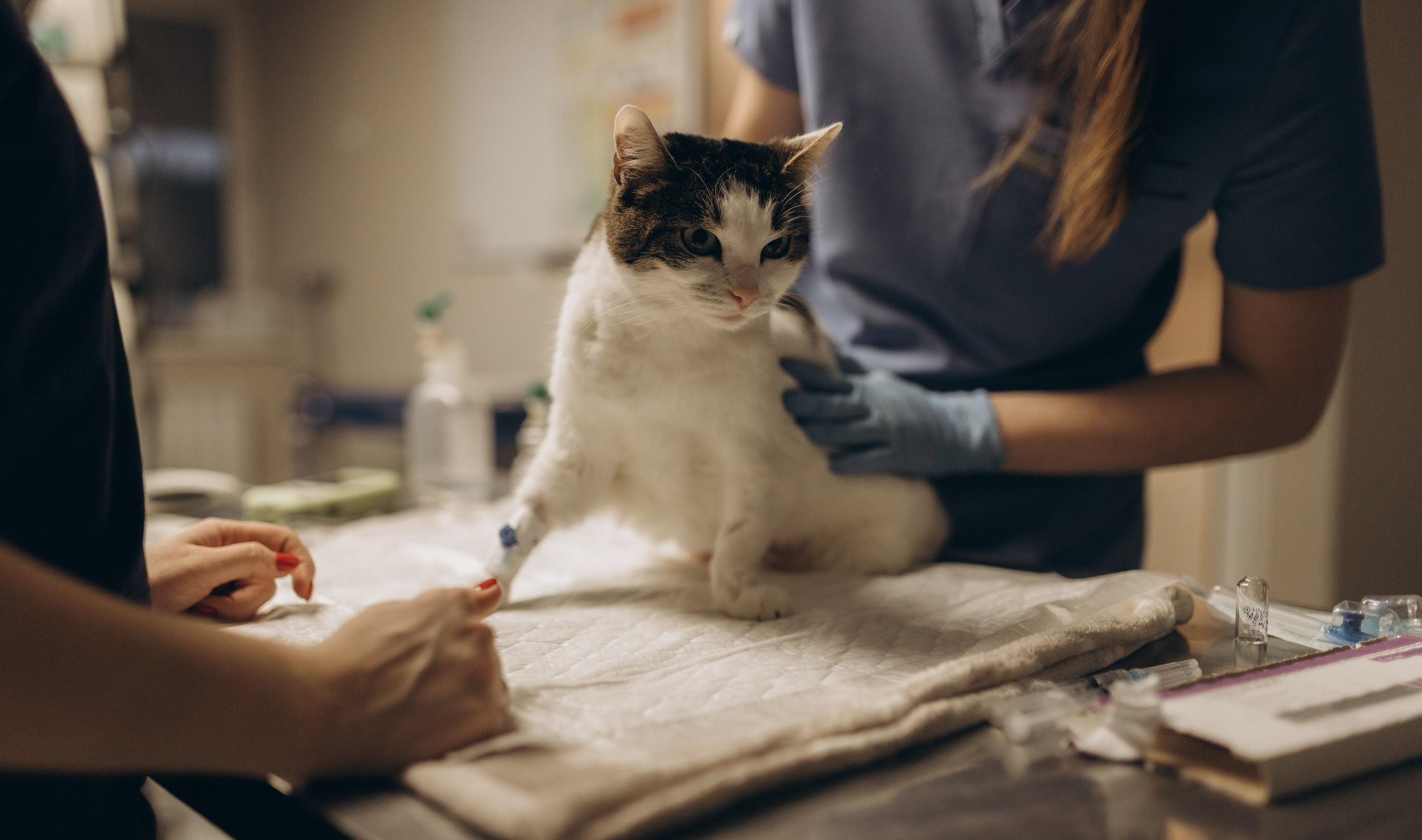 VetLife. Татьяна Афонина | Фотограф