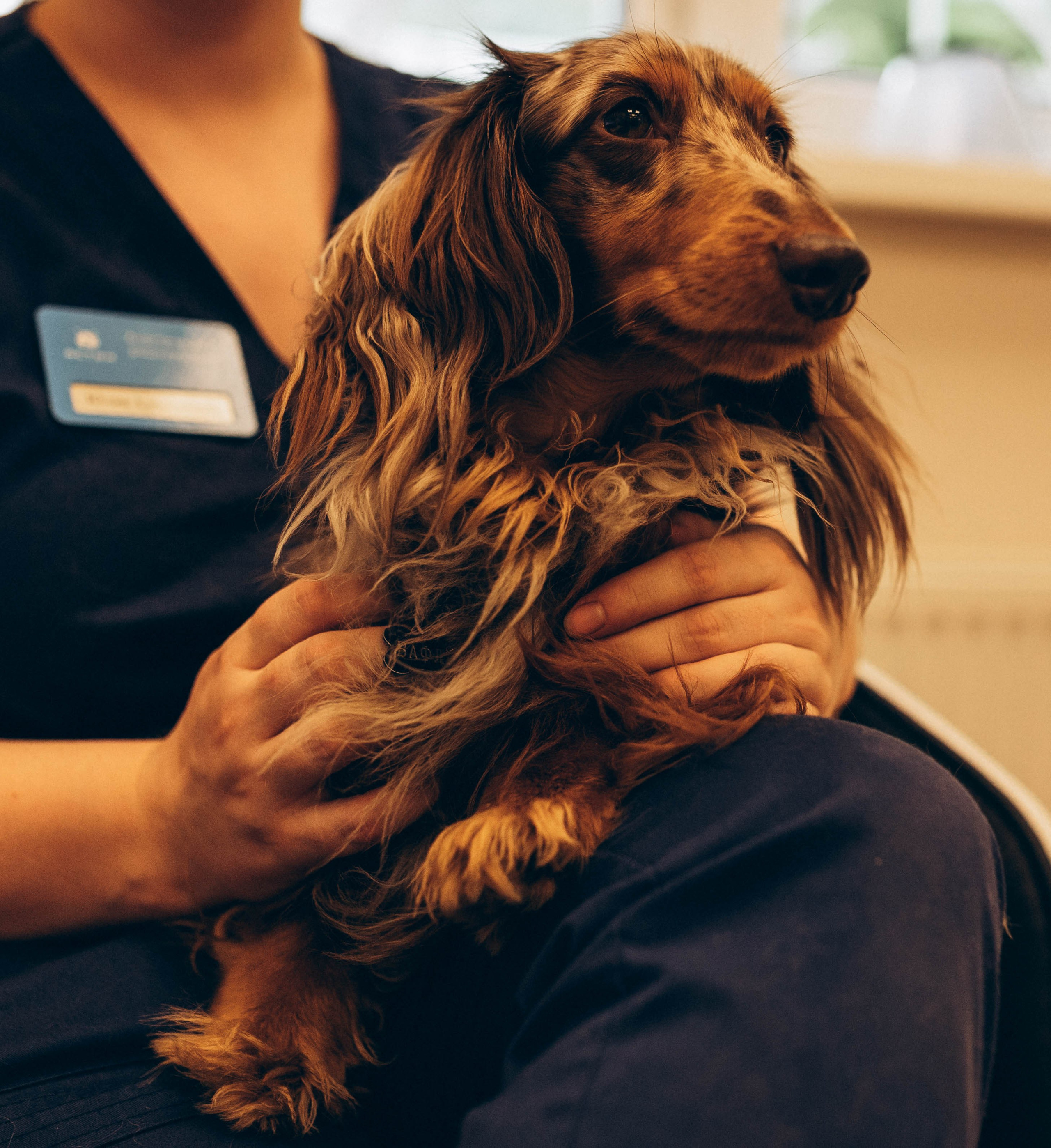 VetLife. Татьяна Афонина | Фотограф