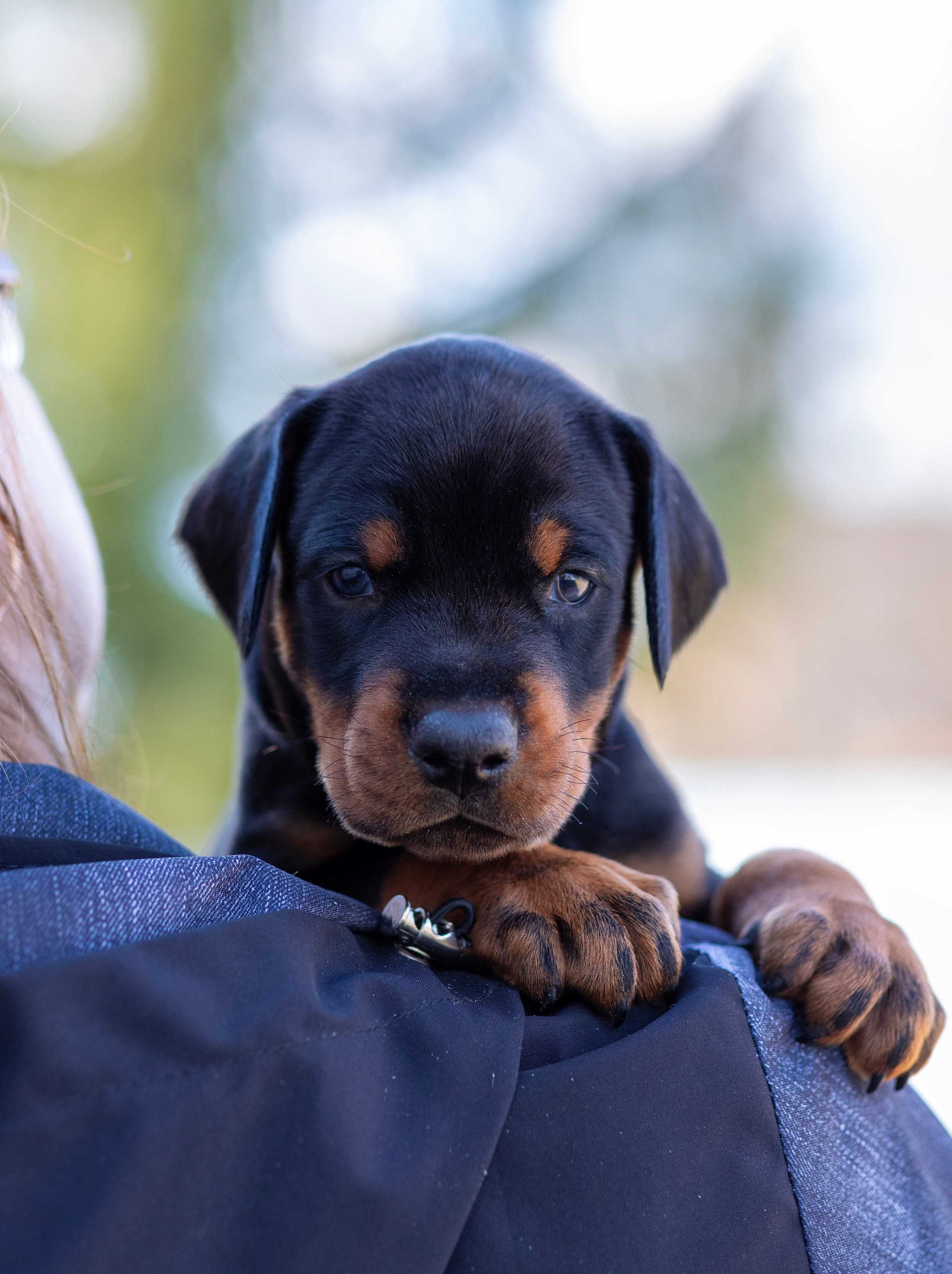 Доберман. Фотограф — анималист Татьяна Ли