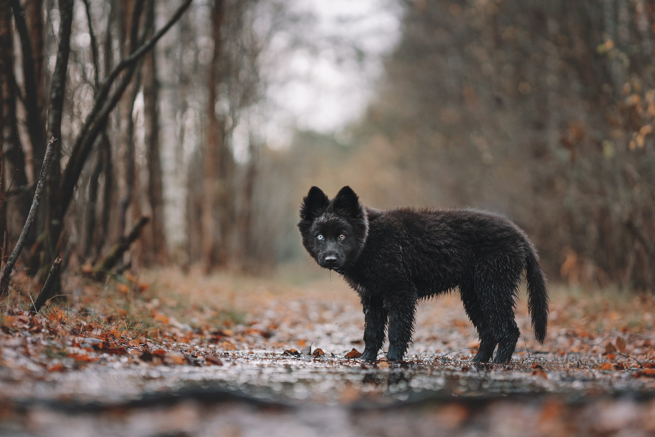 Джанго. Фотограф анималист Осипчикова Мария