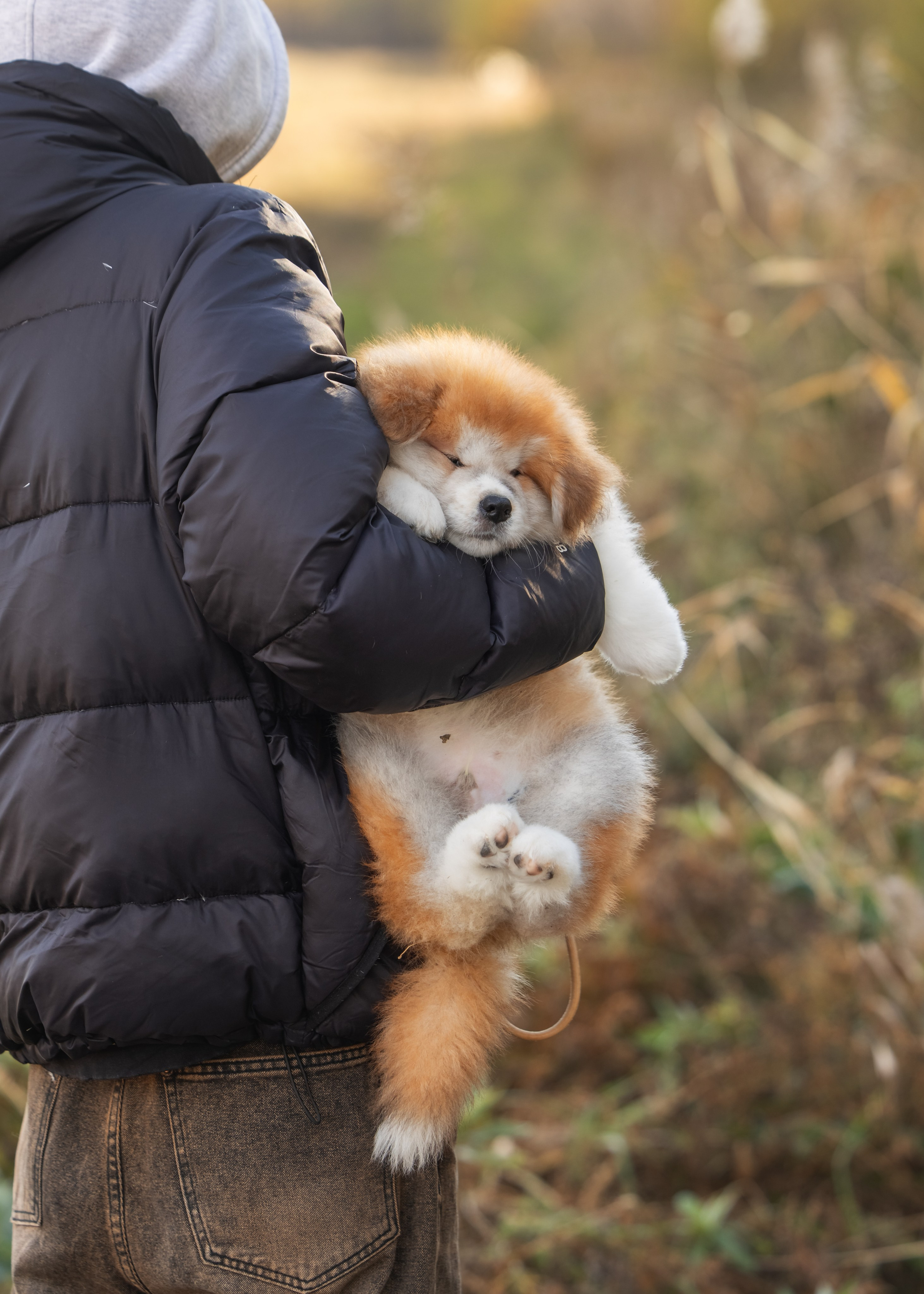 Мальчик с длинной шерстью, 90 тыс. руб. Алена Попова — фотограф в Хабаровске