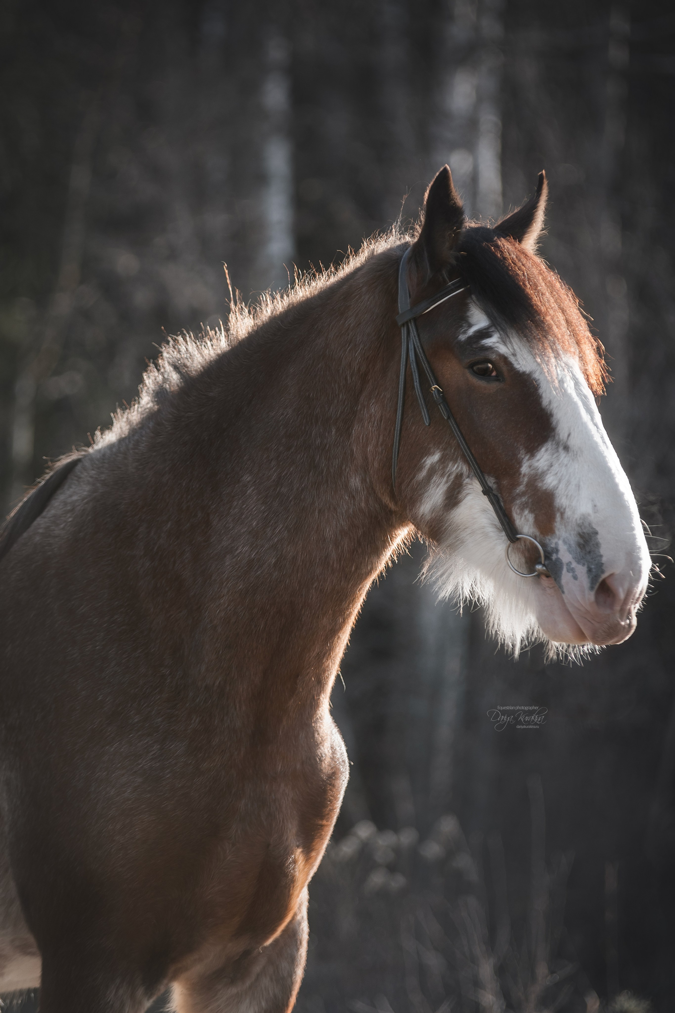 Komardins. Конный фотограф Куракина Дарья • Фотосессии с лошадьми