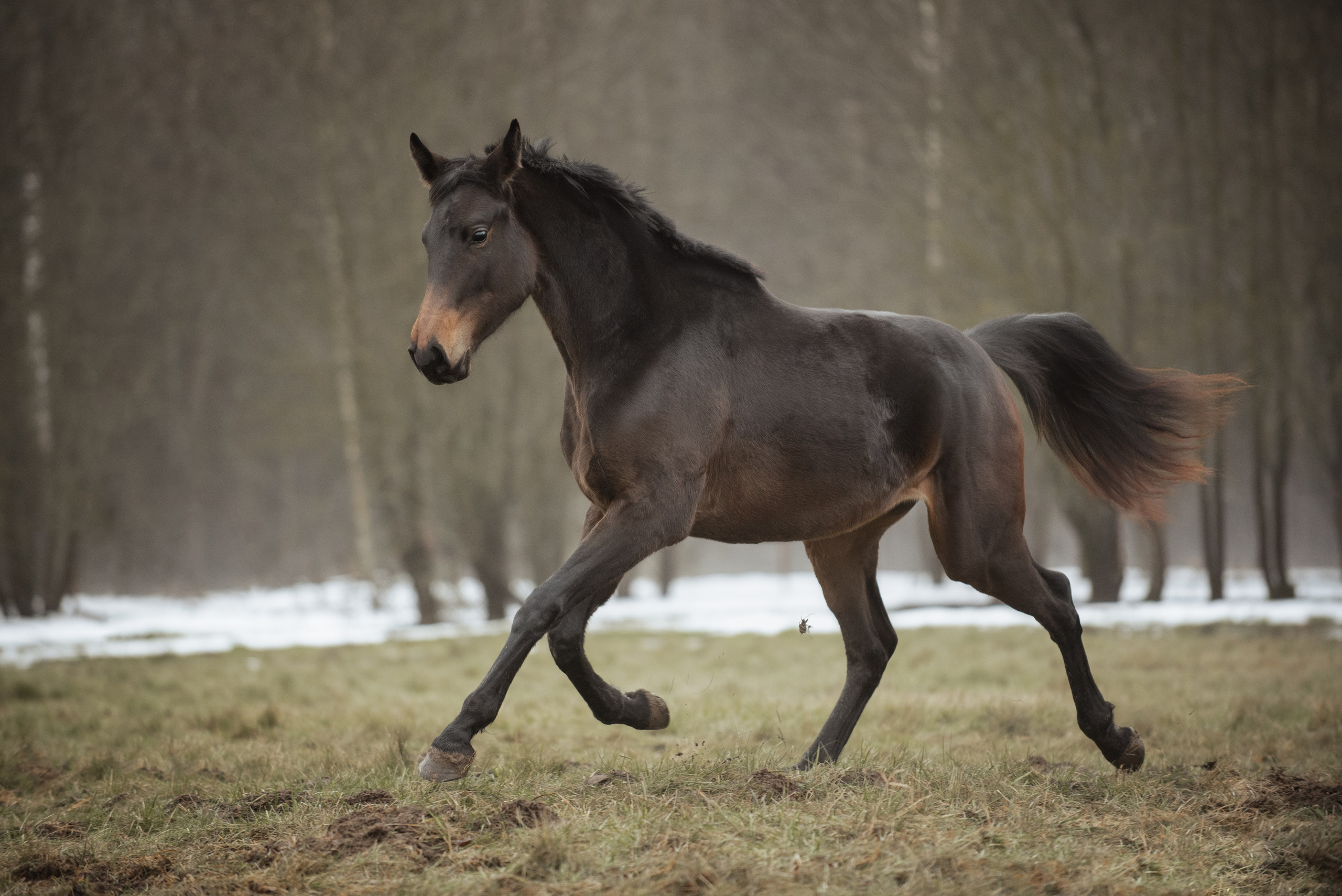 Мелкаши ЮНА. Куракина Дарья • Конный фотограф