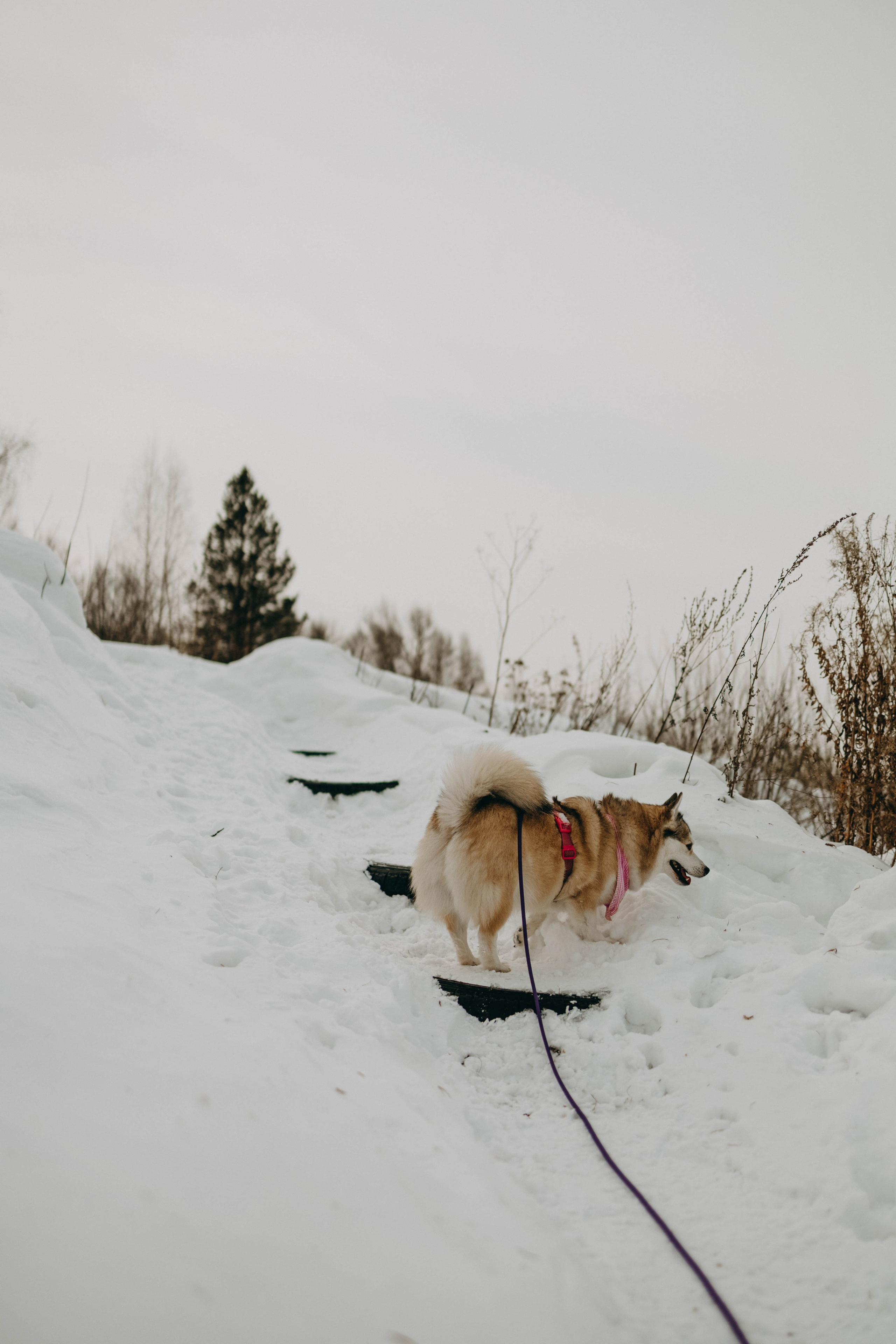 Варвара и Шелби. Фотограф-анималист в Екатеринбурге | Кристина