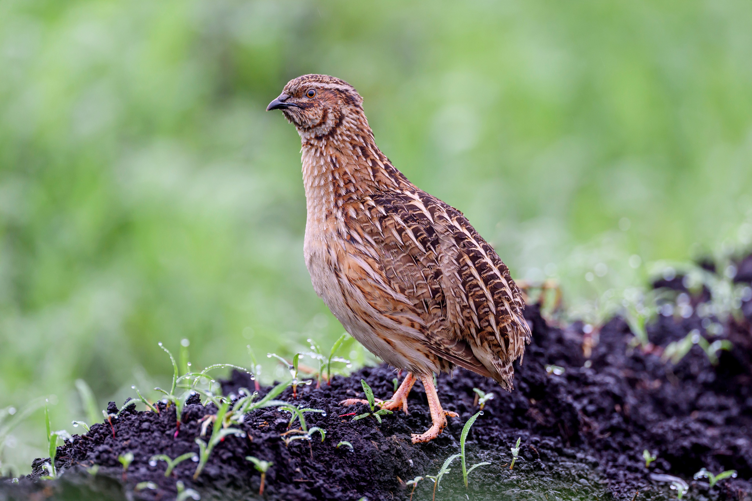Перепела VII. Фотограф Сергей Пупонин