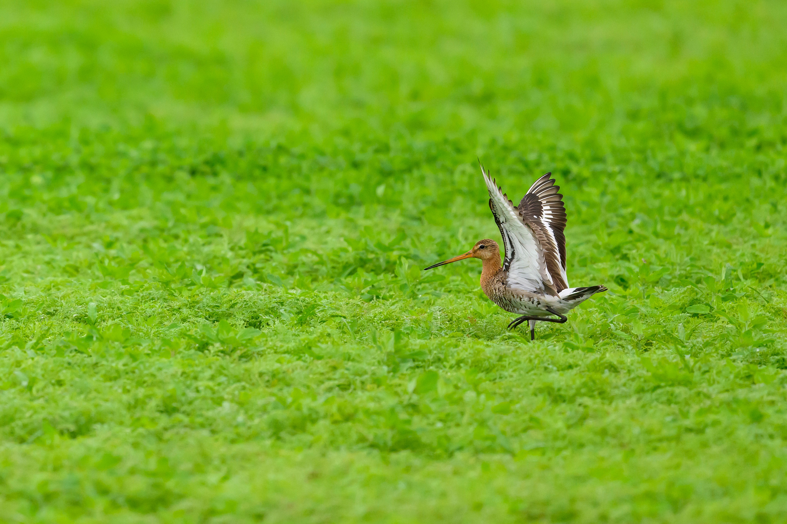 Веретенник. Фотограф Сергей Пупонин