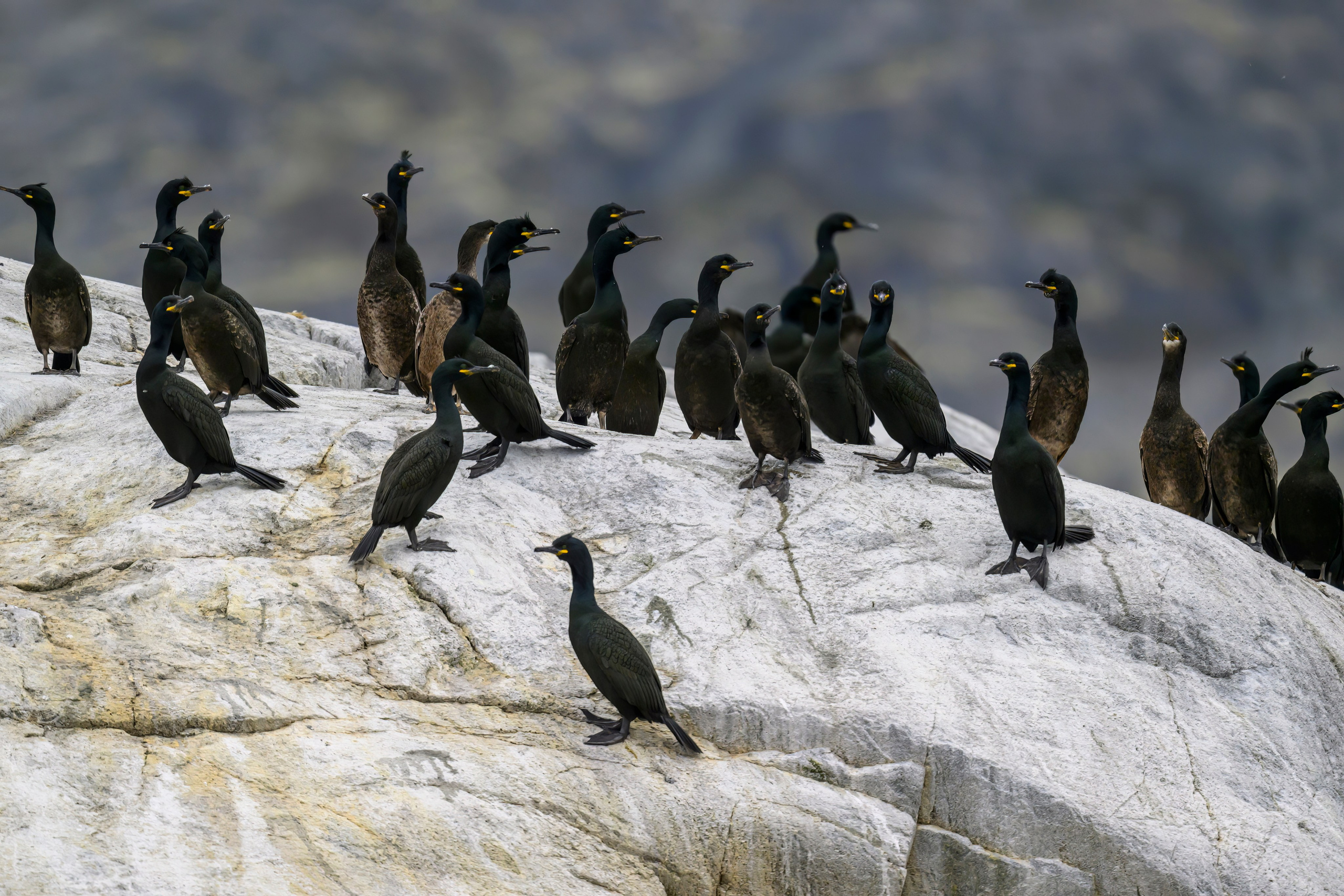 Мурманская область. Июнь 2024. Фотограф Сергей Пупонин