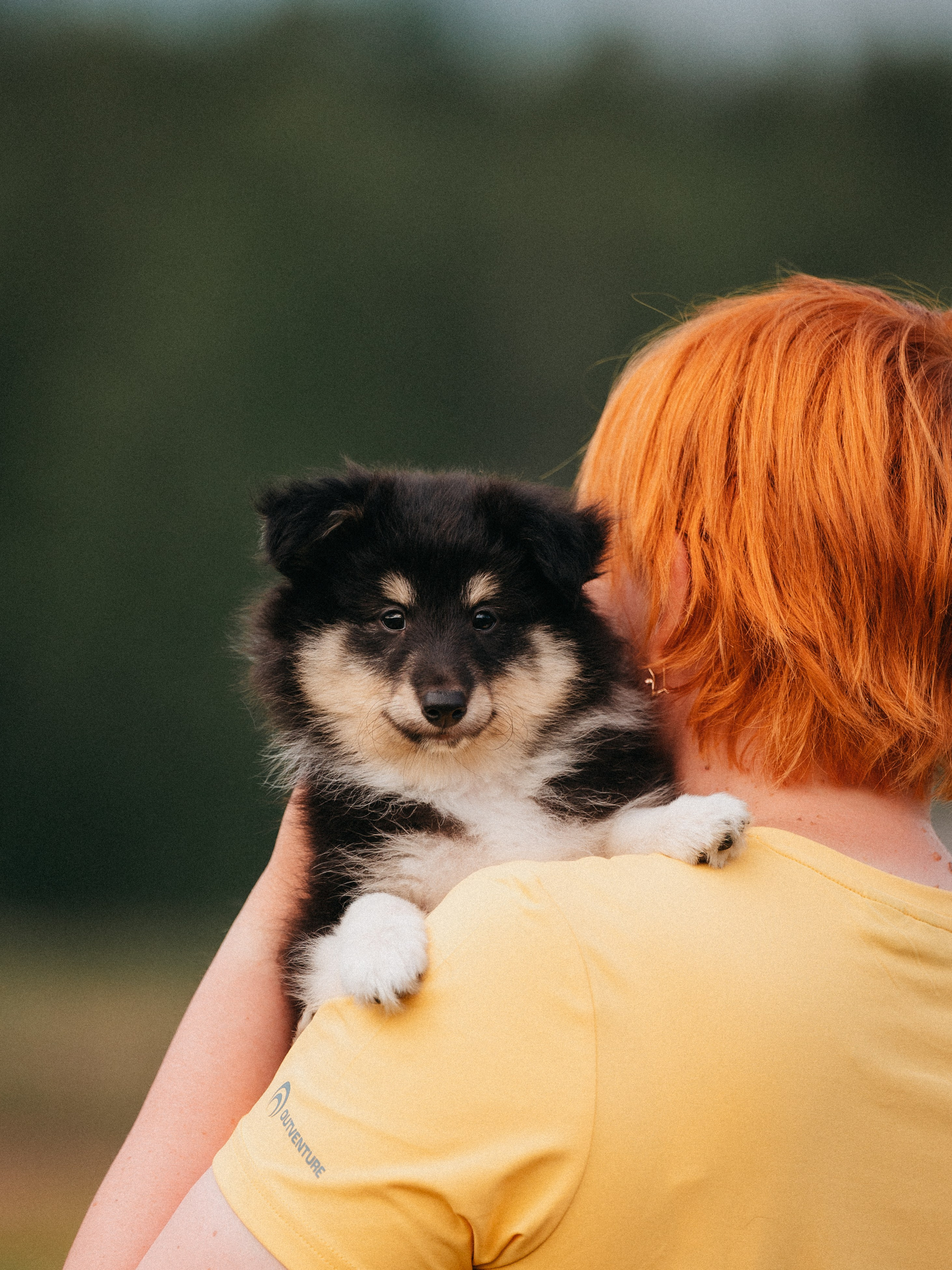 Шелти. Семейный фотограф анималист Ананьева Мария — Москва