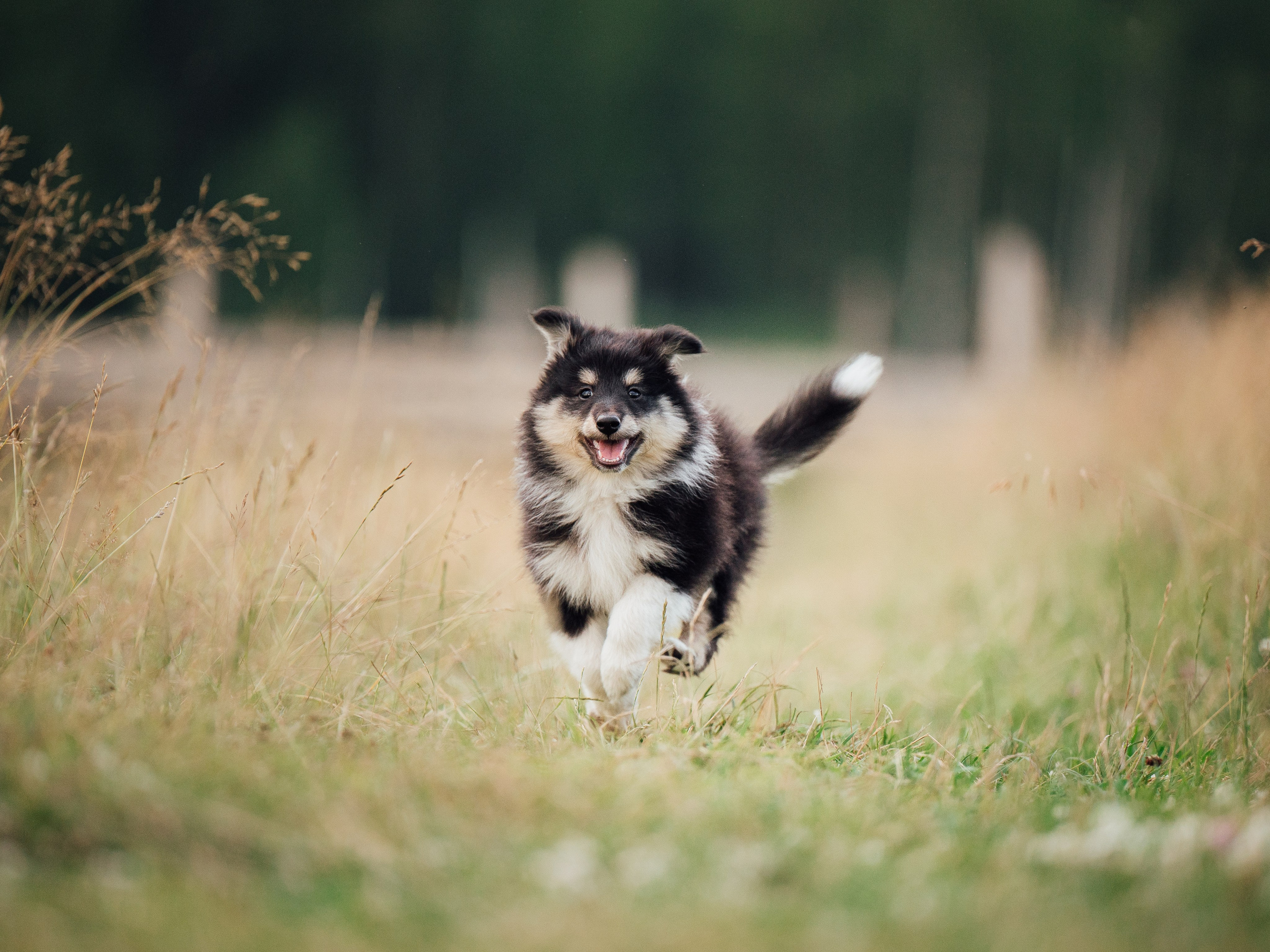 Шелти. Семейный фотограф анималист Ананьева Мария — Москва