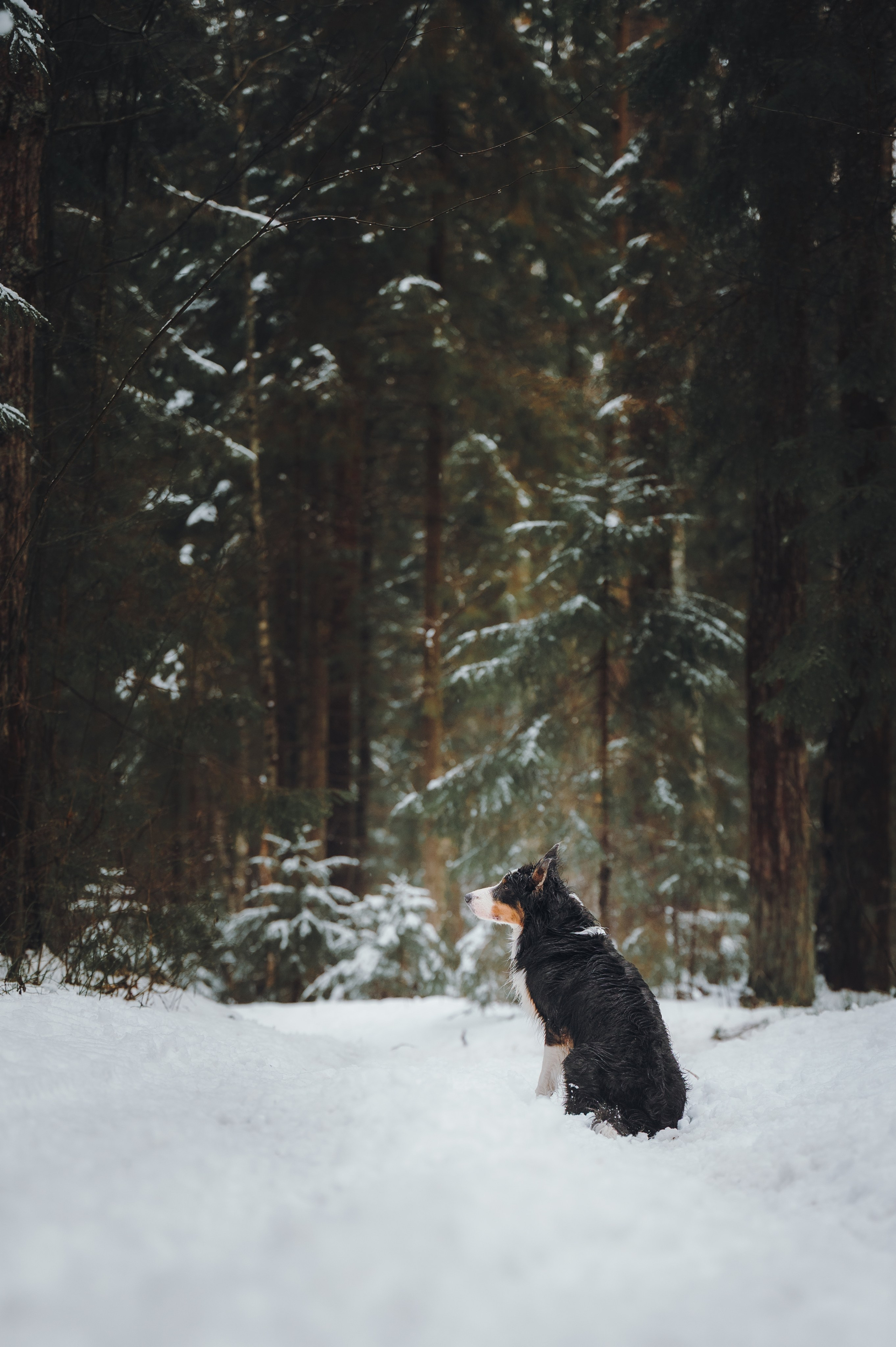 Саша, Эсприт и Флик. Семейный фотограф анималист Ананьева Мария — Москва