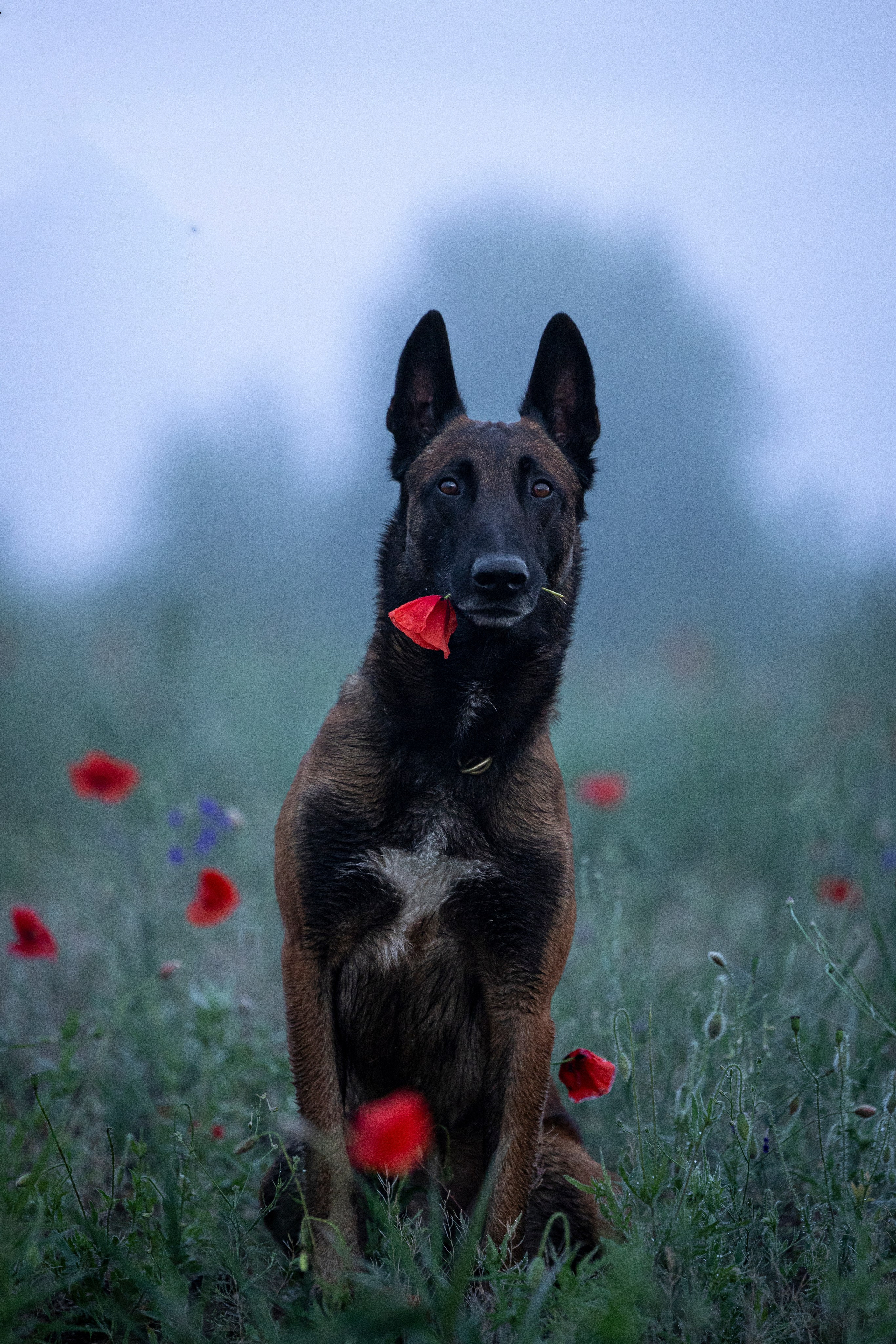 Маковое поле. Фотограф-анималист Анна Маринич