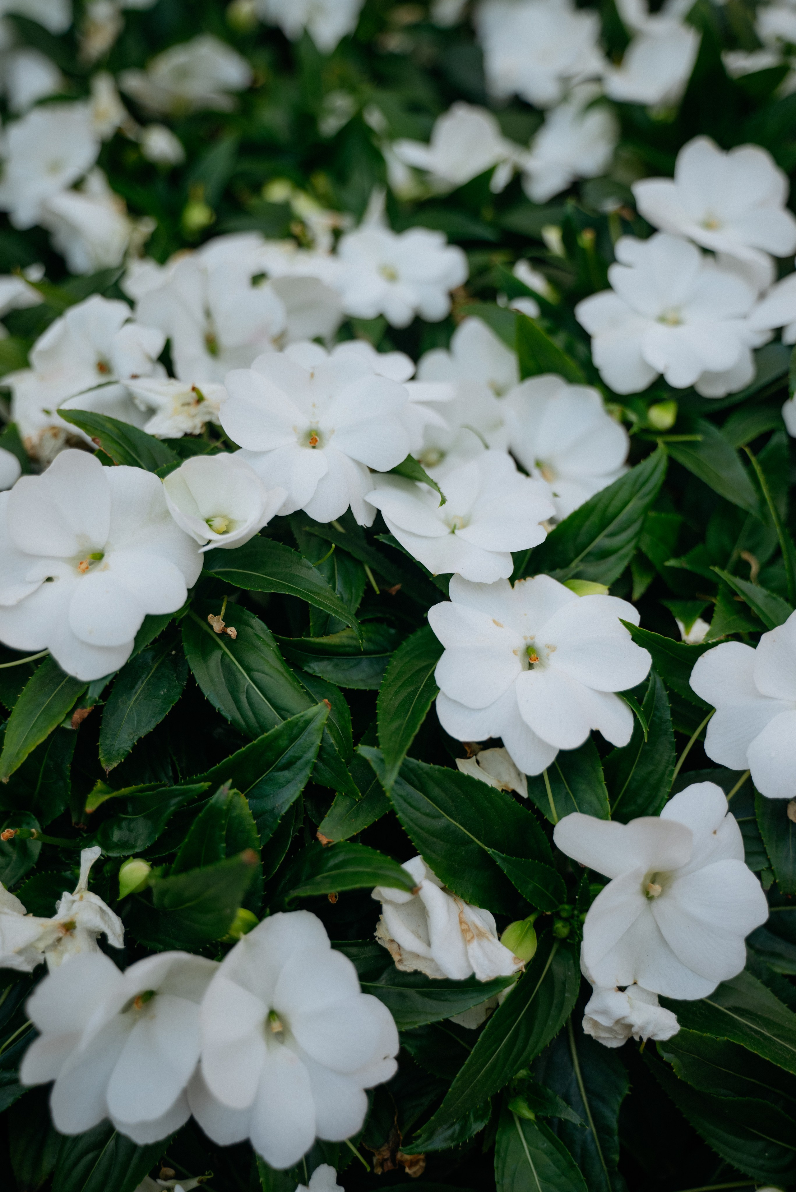 Прогулка к завтраку