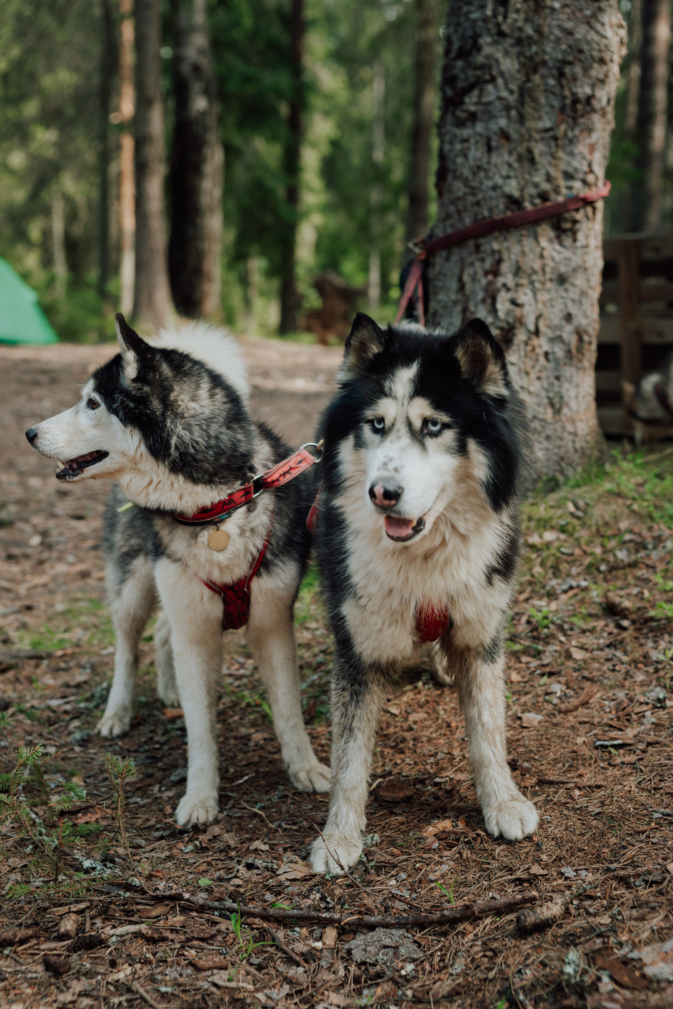 Догтрекинг. Фотограф в Санкт-Петербурге и Ленинградской области