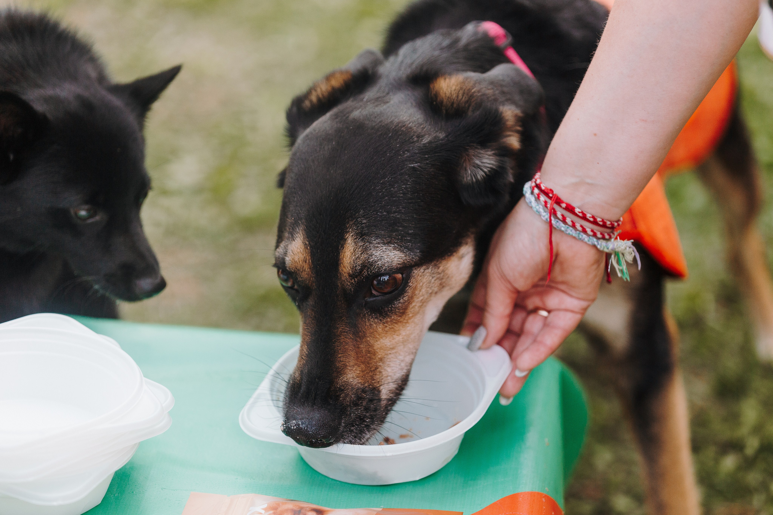 Petshop Sup day. Фотограф анималист Кристина Карпова, Москва
