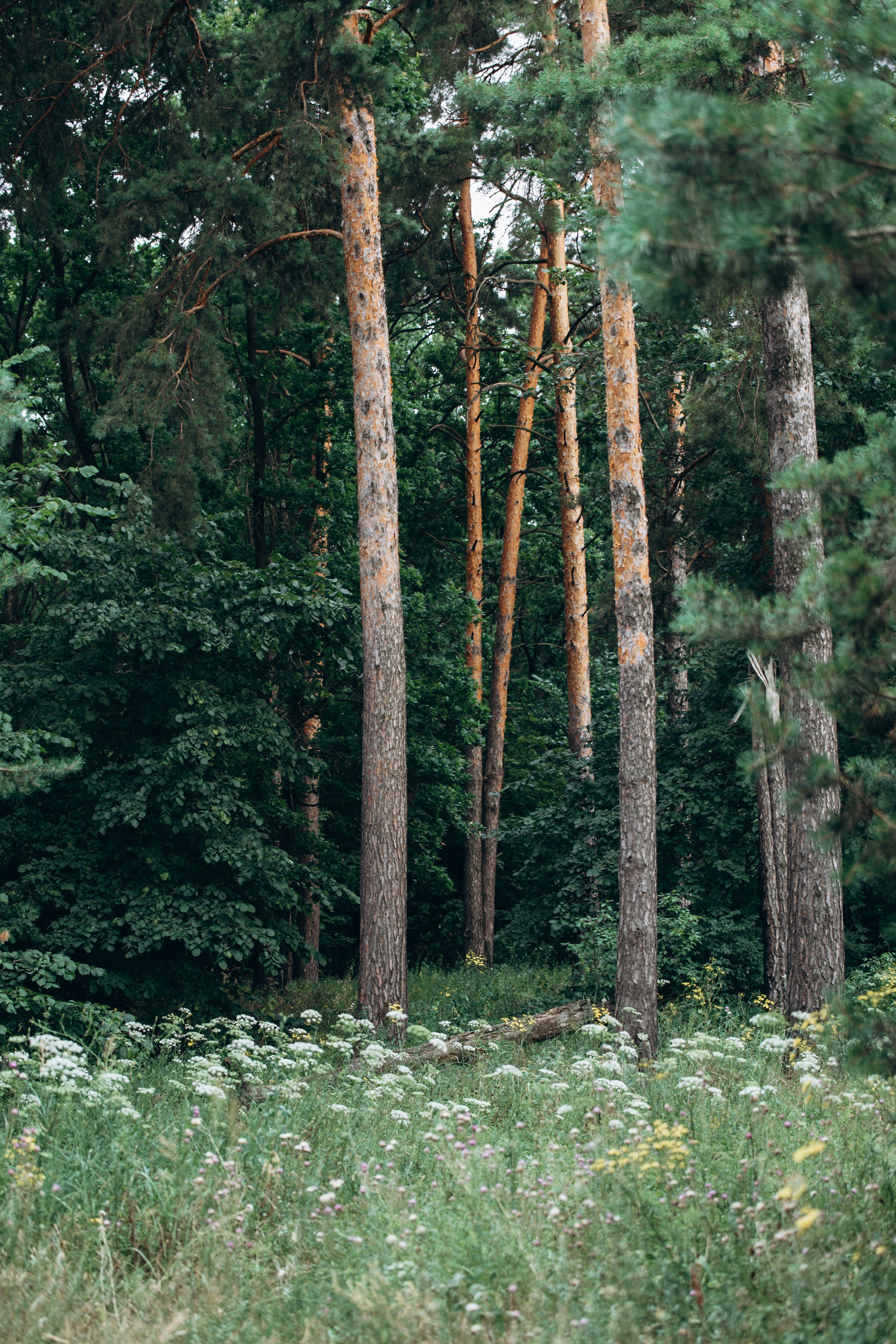 Карусель поцелуев. Семейный фотограф в Белгороде