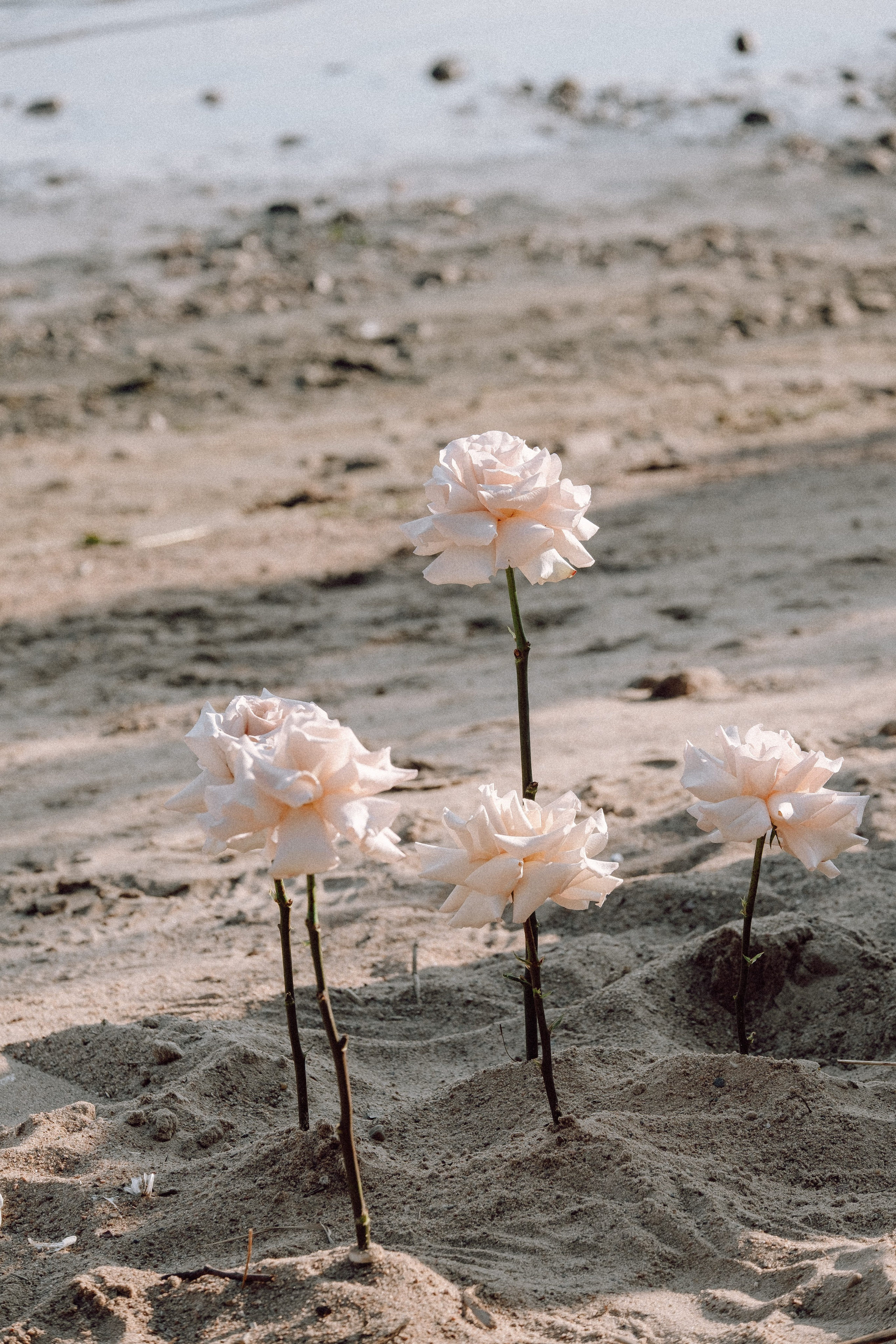 СВАДЕБНАЯ ФОТОСЕССИЯ ВЫЕЗДНОЙ ЦЕРЕМОНИИ (ФИНСКИЙ ЗАЛИВ). Профессиональный фотограф, Санкт-Петербург — Виктория Богомолова