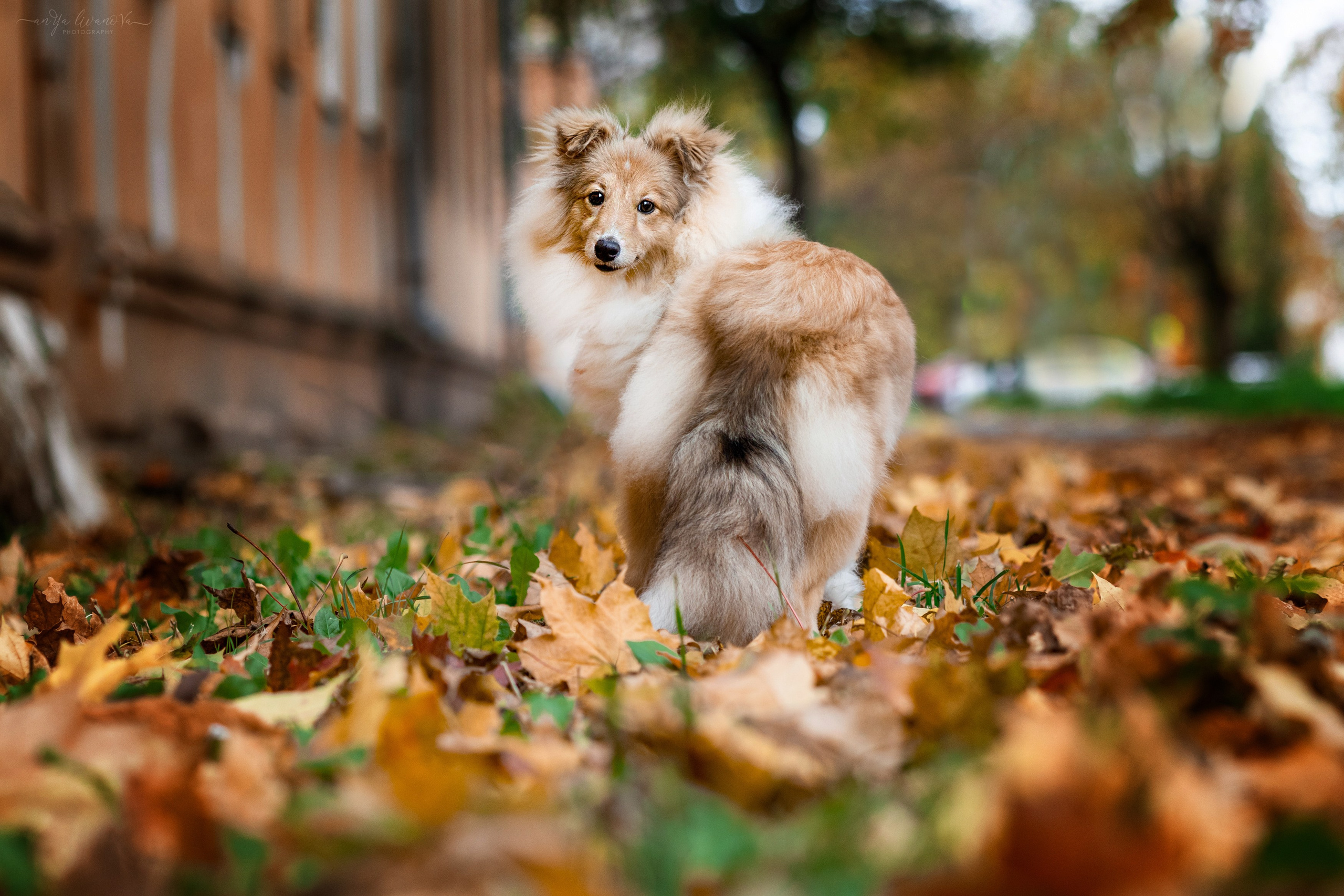 Бетти. Фотограф анималист Аня Ливанова | Рыбинск