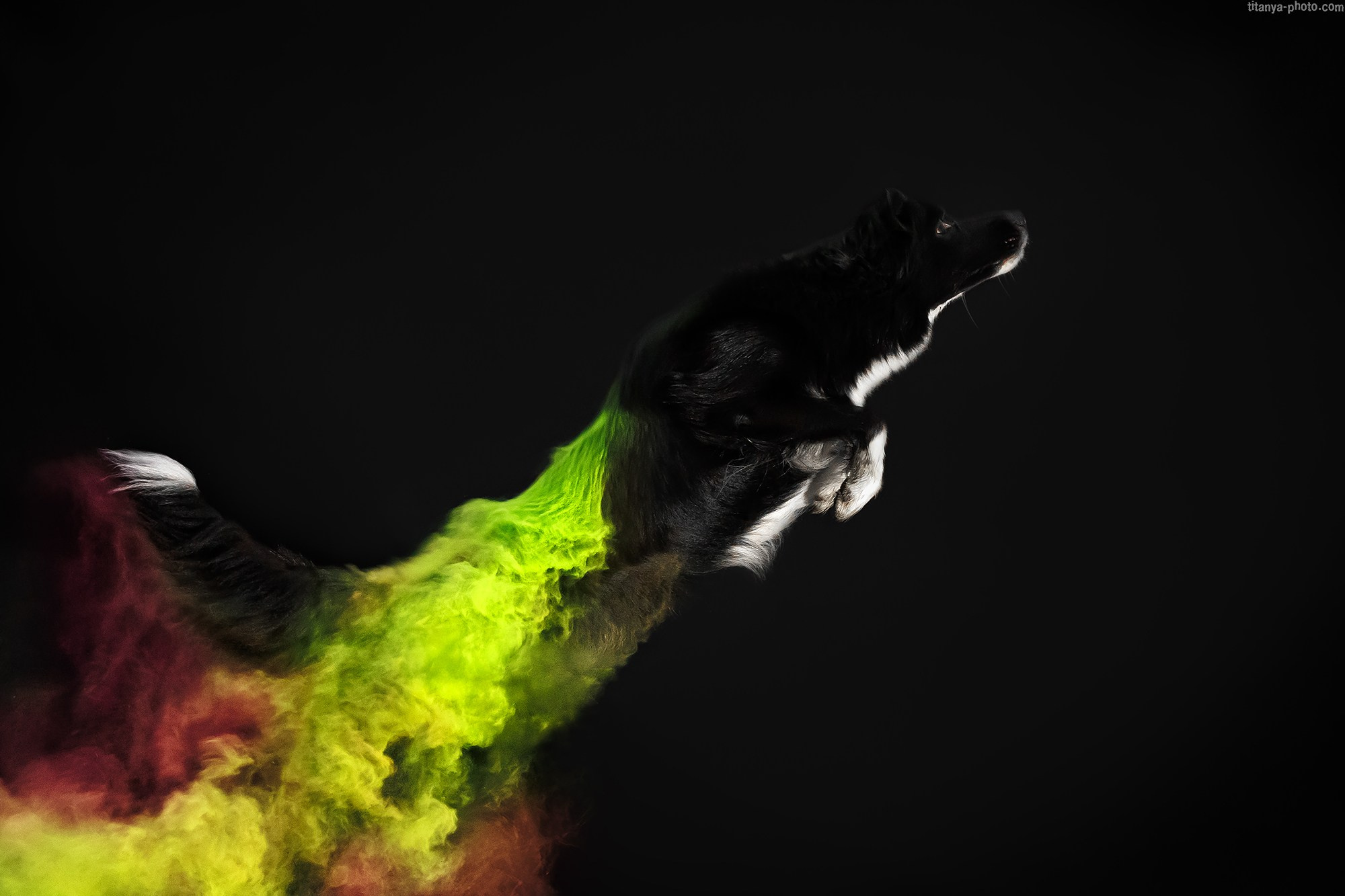 Бордер-колли Баса и краски холи. Фотограф собак, фотограф-анималист Аня Титова (Titanya). Москва