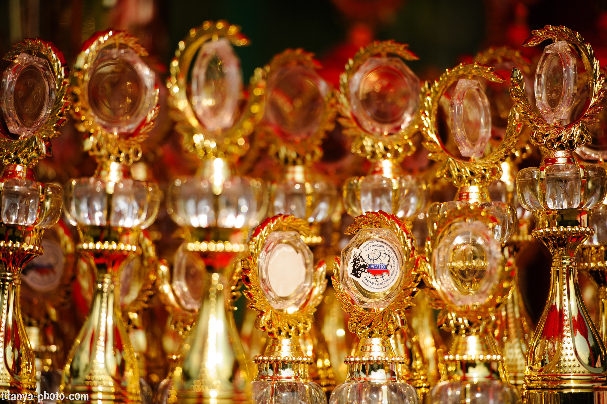 Фотографии с монопородных выставок немецких овчарок. Фотограф собак, фотограф-анималист Аня Титова (Titanya). Москва