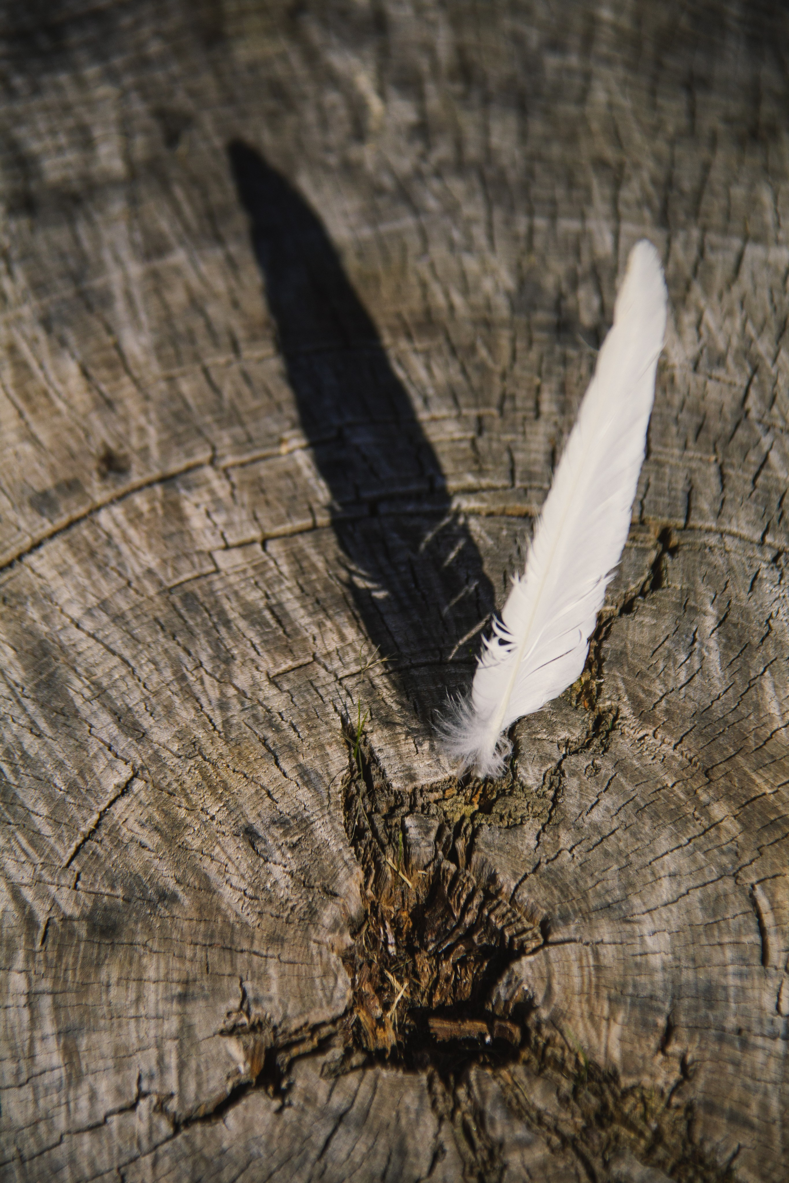 Шелест листвы. Софа. Janie valde |photographer & visual artist