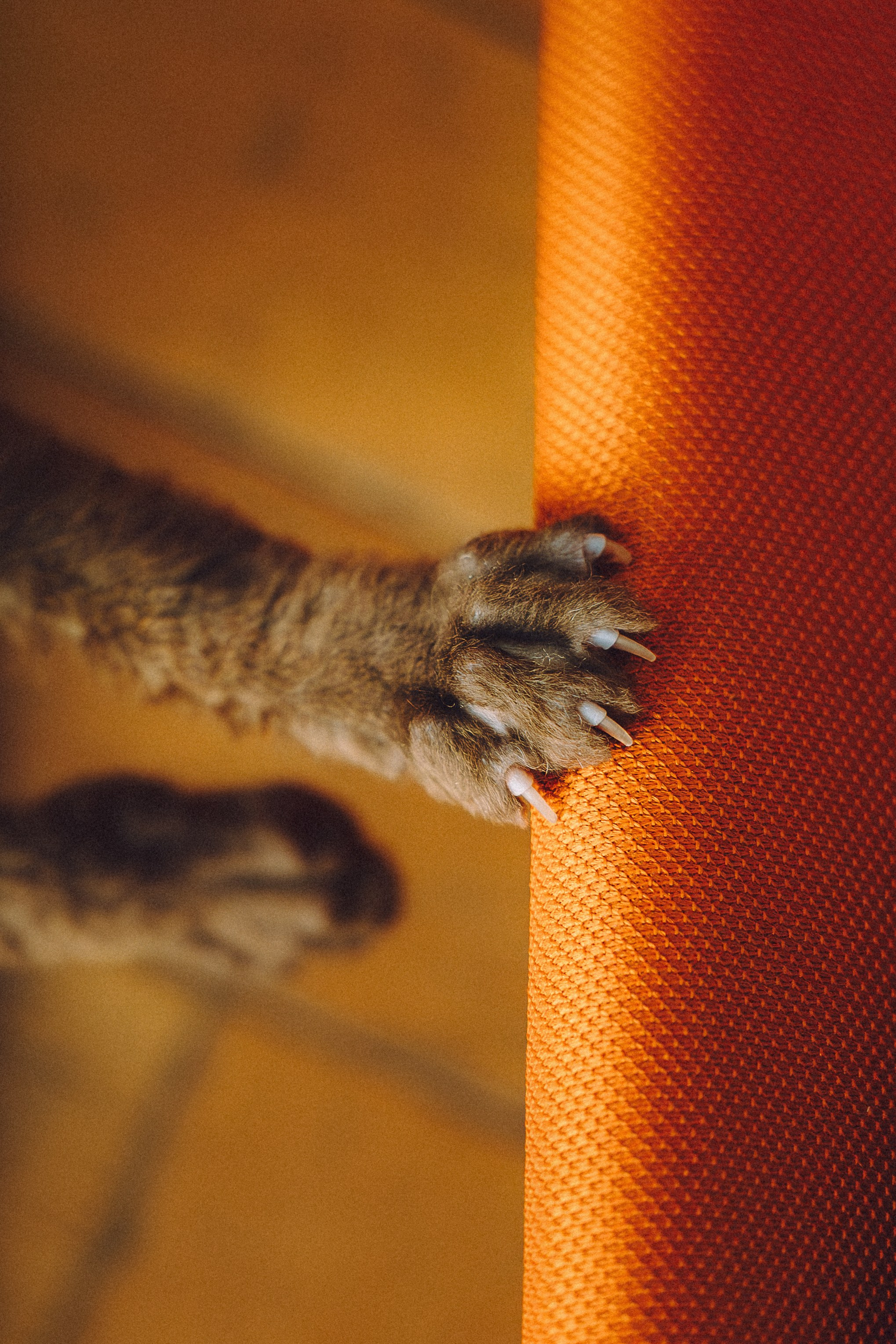 Кокос, Света, Динара и Вилли