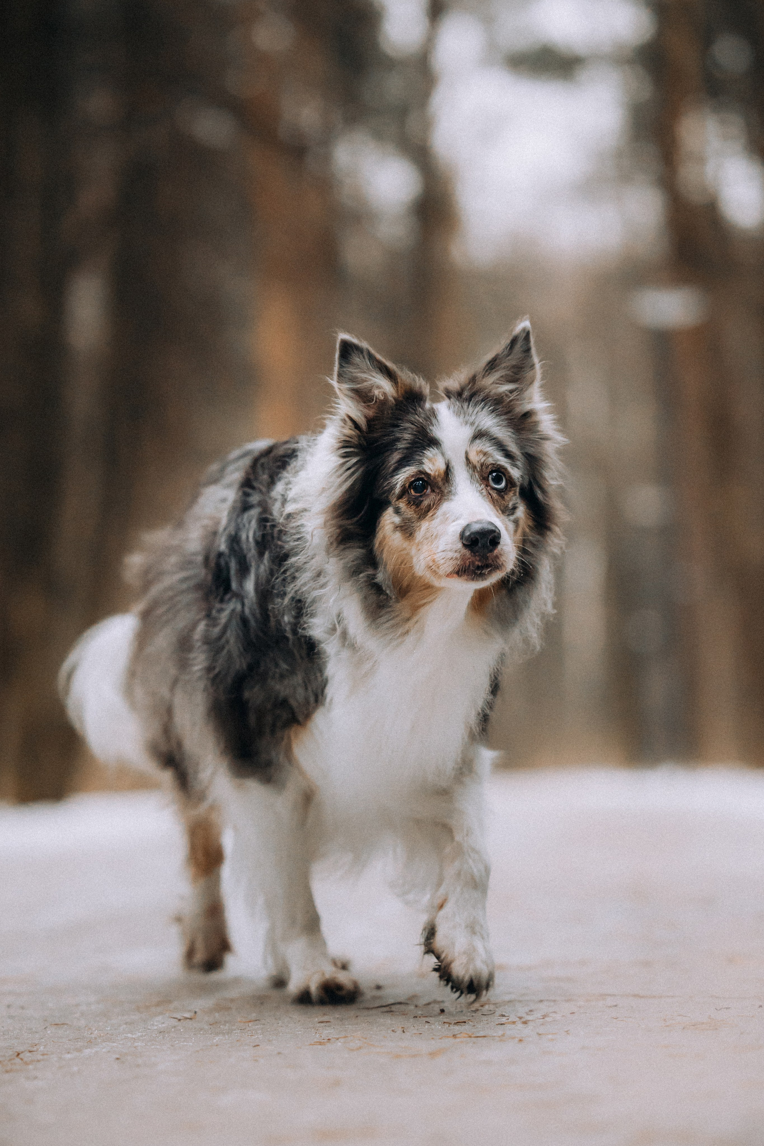 Полина, Милли и Паддингтон