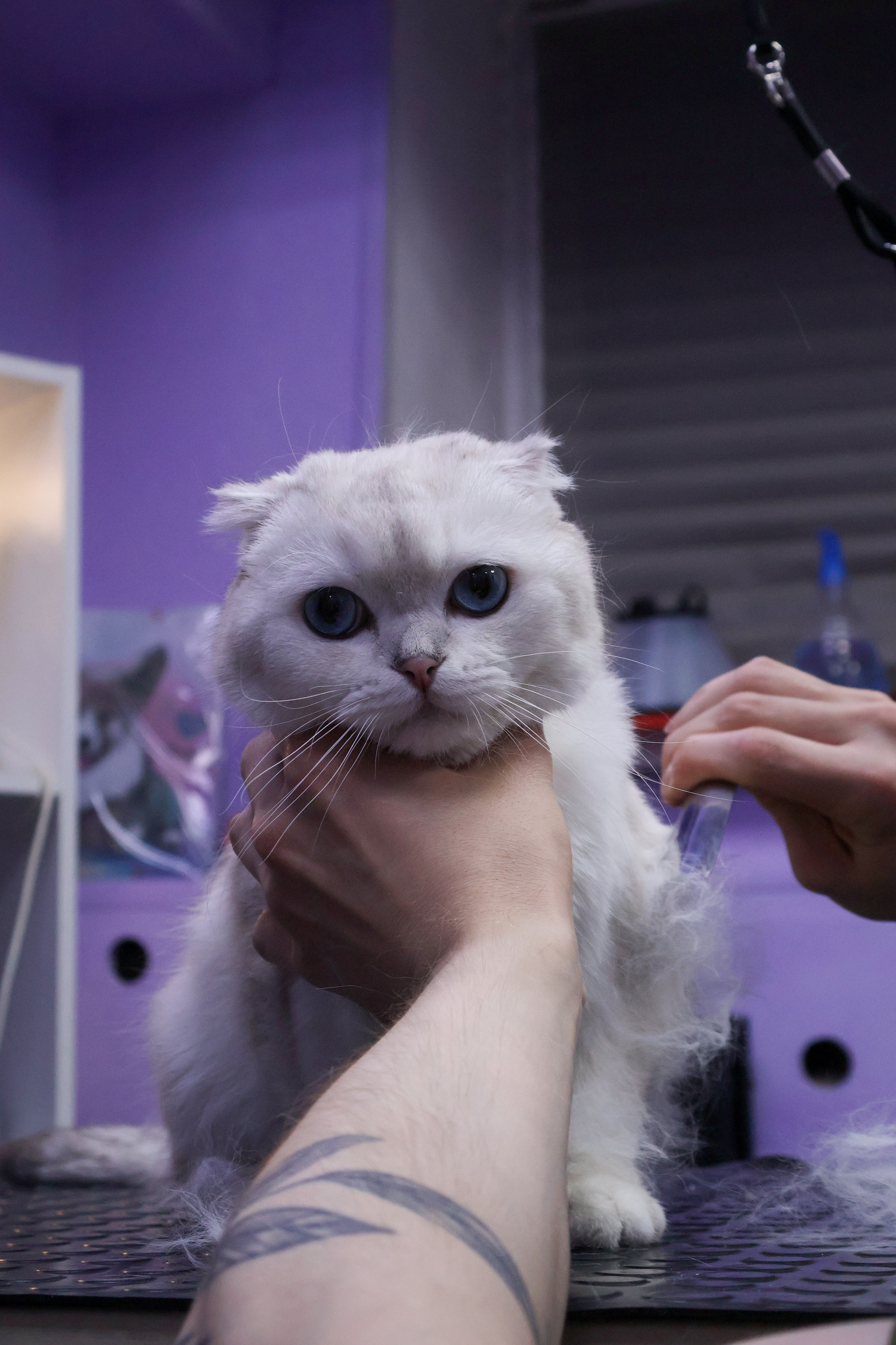 Усы, лапы, хвост. Фотограф ChelFedor