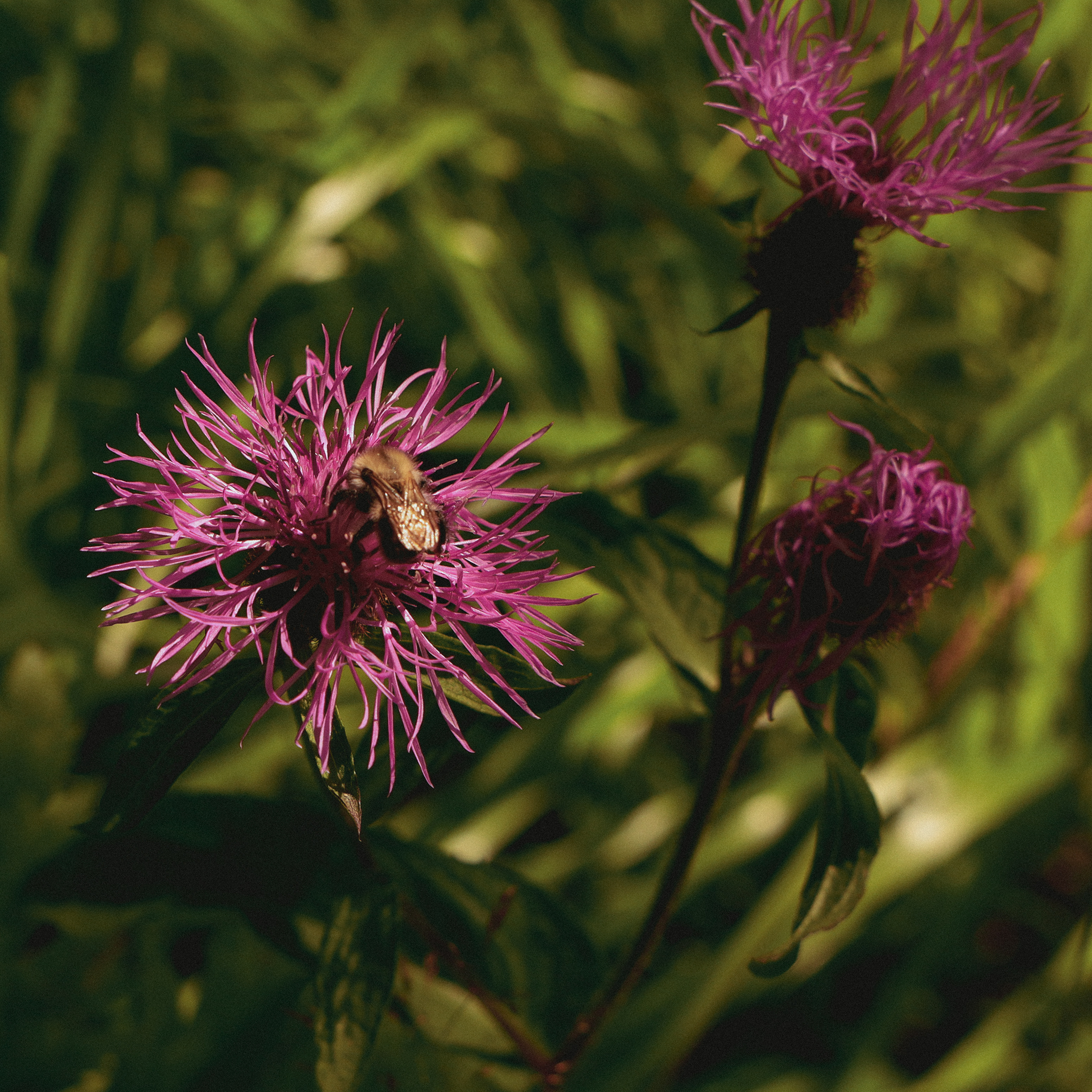 Summer hike. Фотограф/дизайнер в Екатеринбурге Хитрый Дмитрий