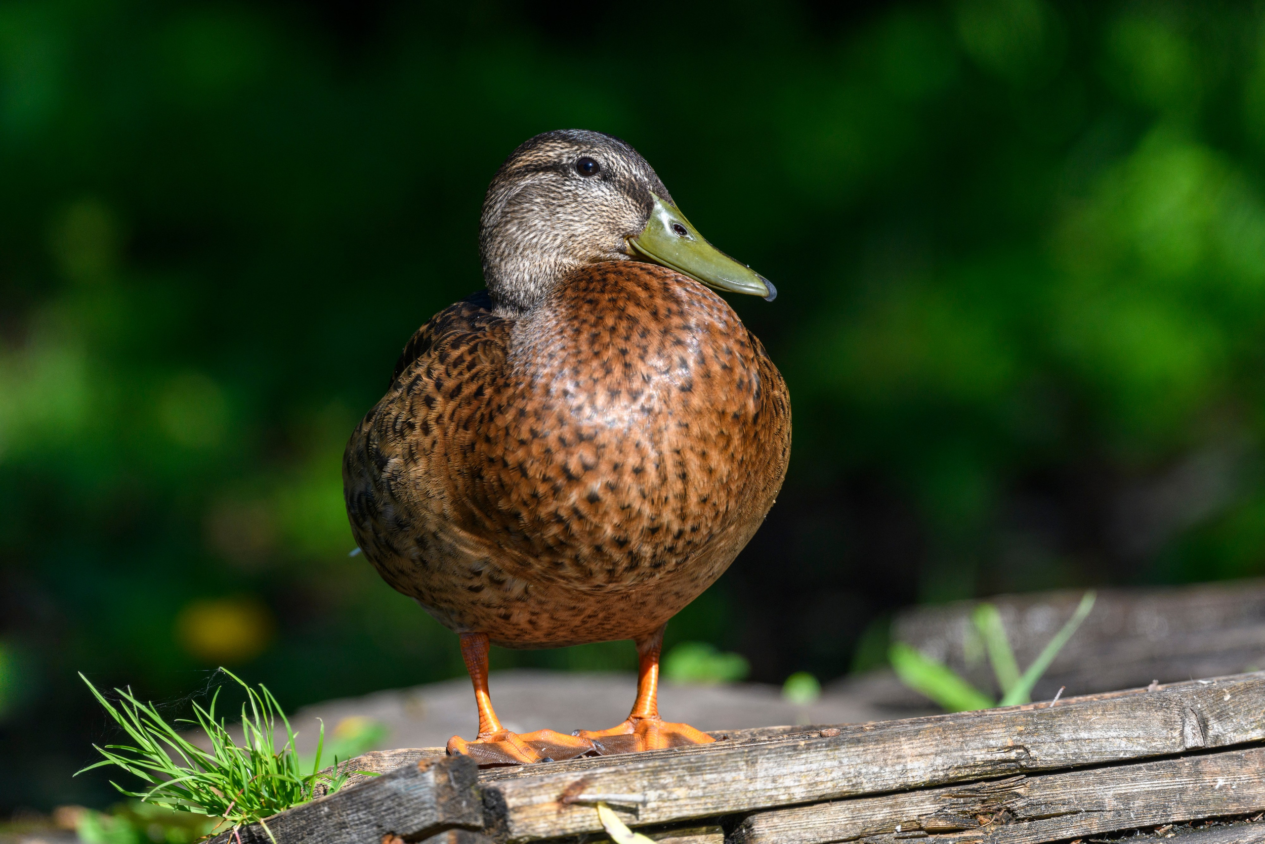 Переславль-Залесский. Wildlife photography by Sergey Puponin