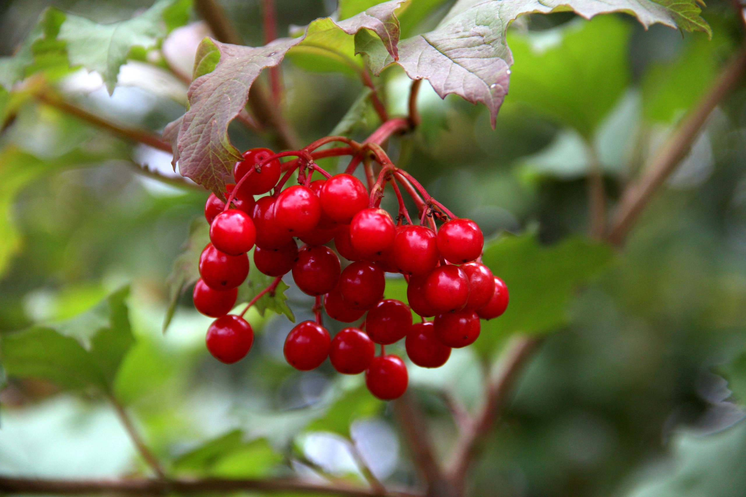 Природа. Растения. Фотограф в Санкт-Петербурге Александр Костюнин