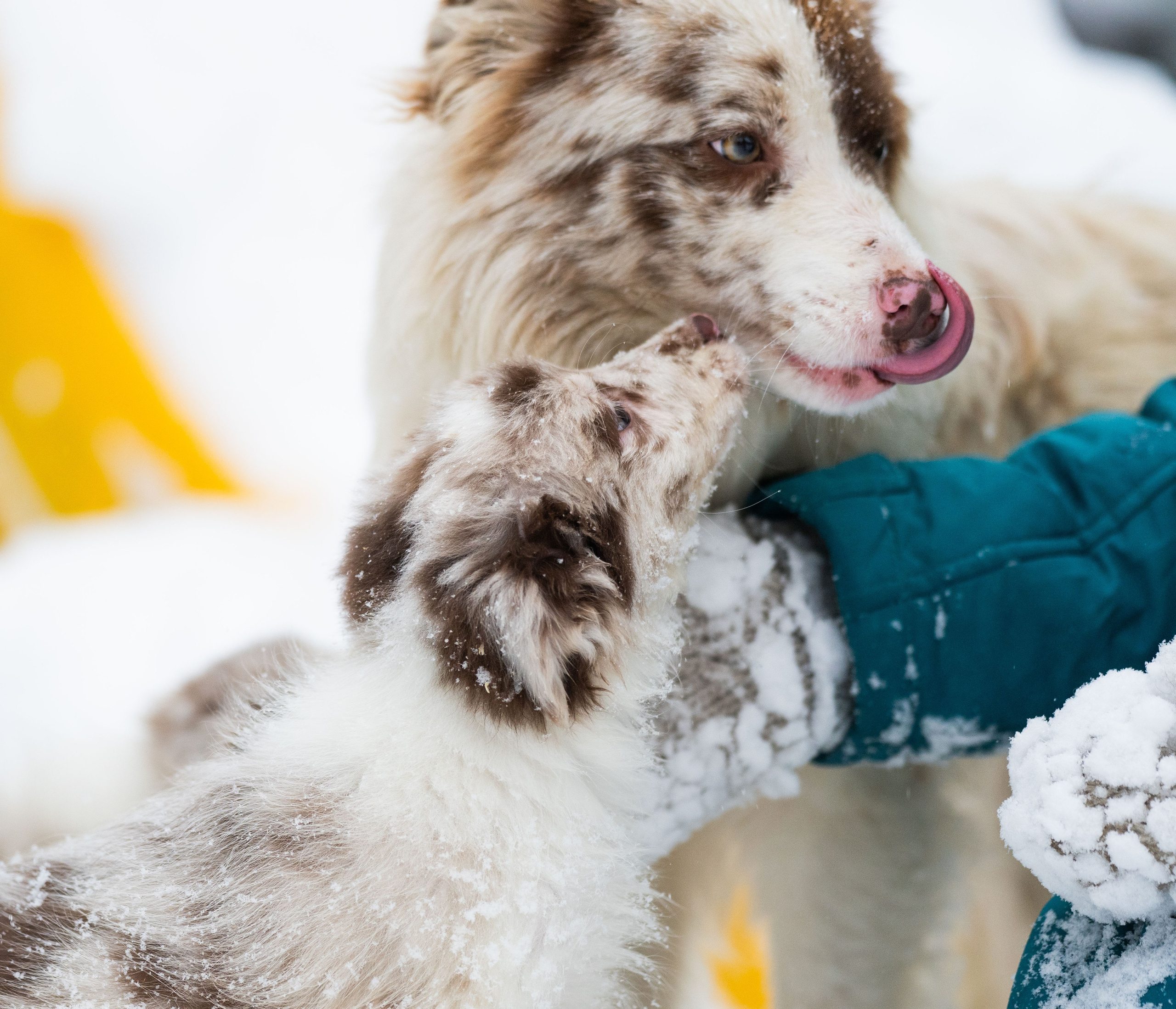 Фритсвит. Семейный фотограф Ефремова Виктория