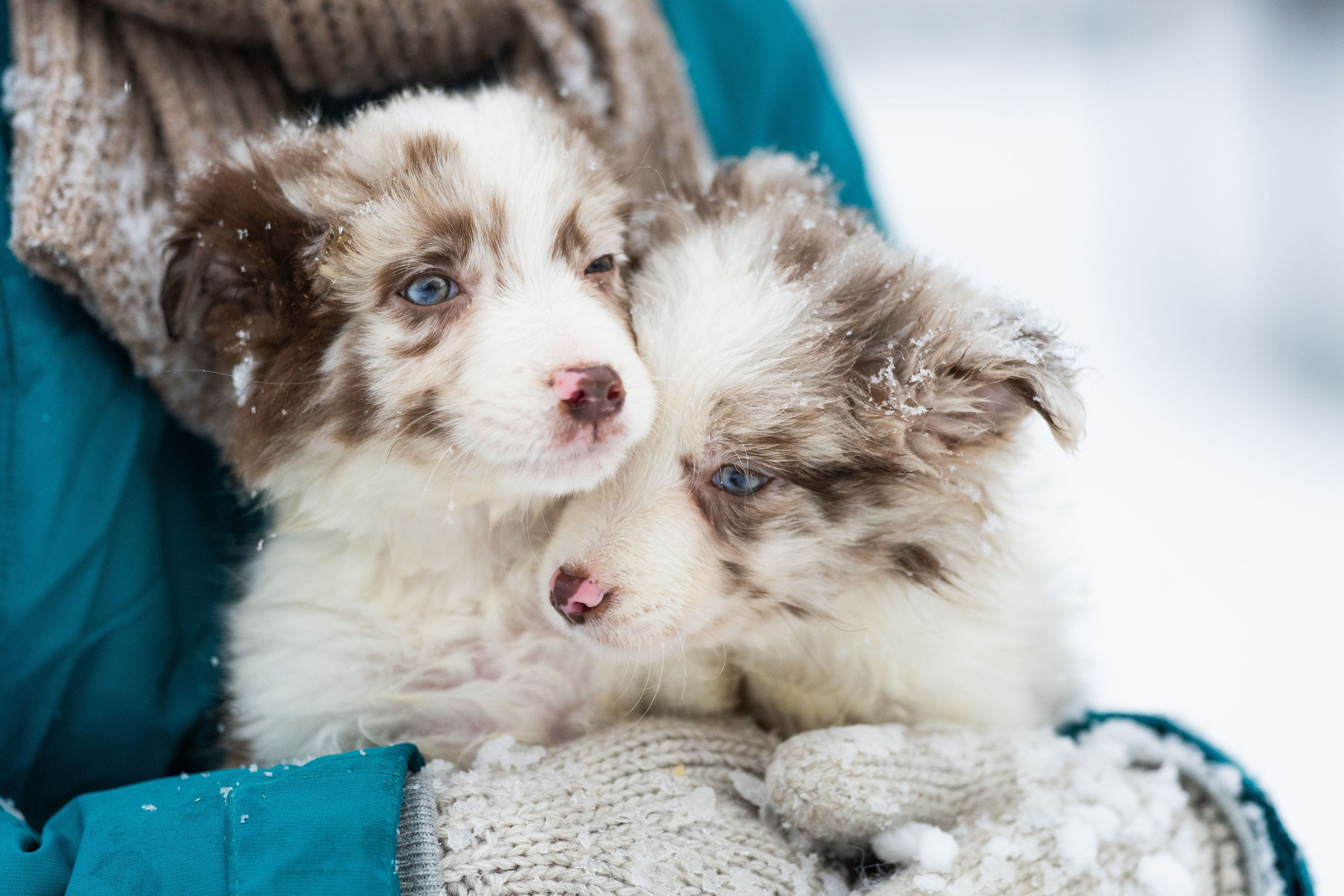 Фритсвит. Семейный фотограф Ефремова Виктория