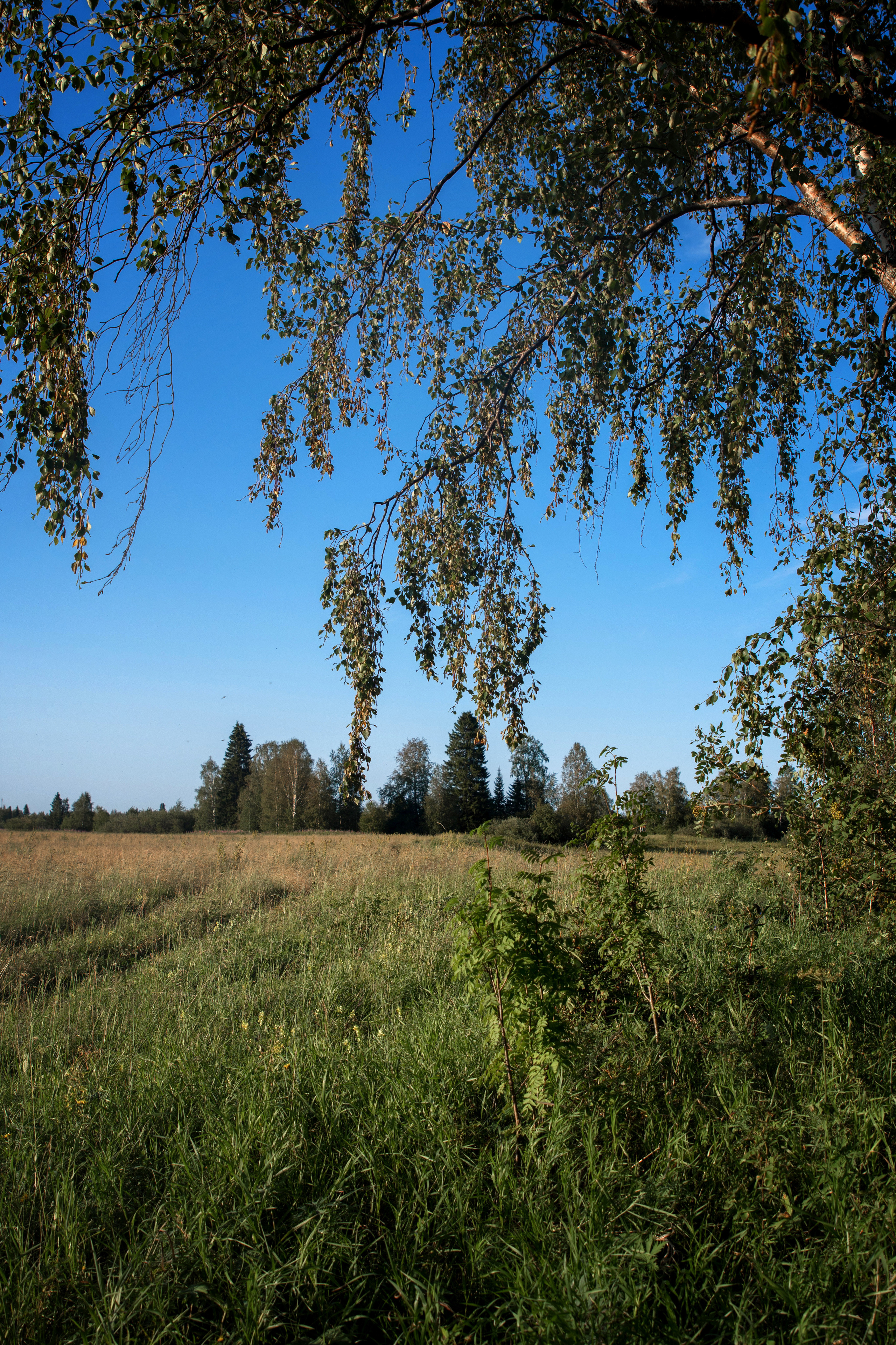 Лето. Фотограф в с. Ижма Республика Коми Терентьев Сергей
