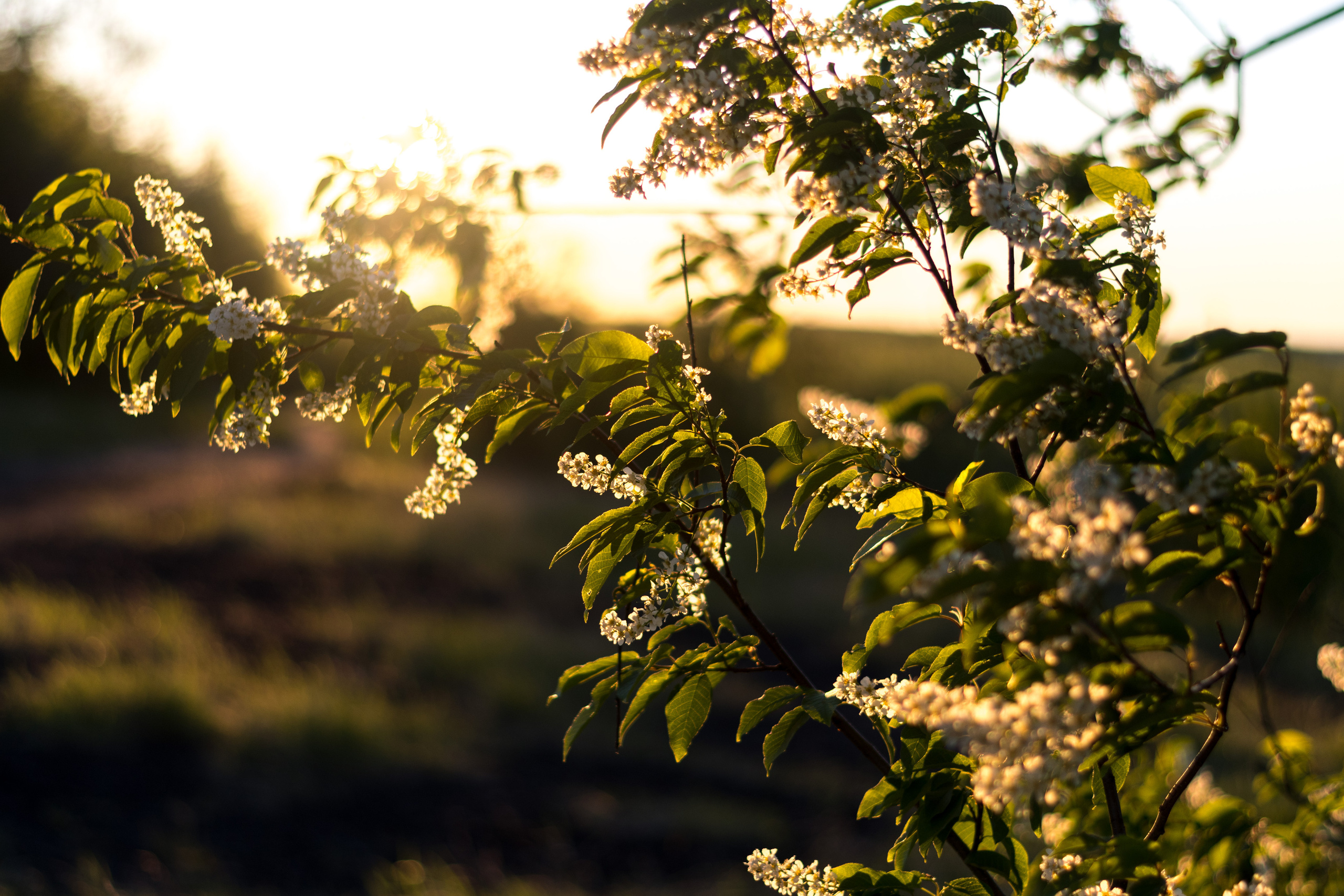 Черёмуха. Фотограф в с. Ижма Республика Коми Терентьев Сергей