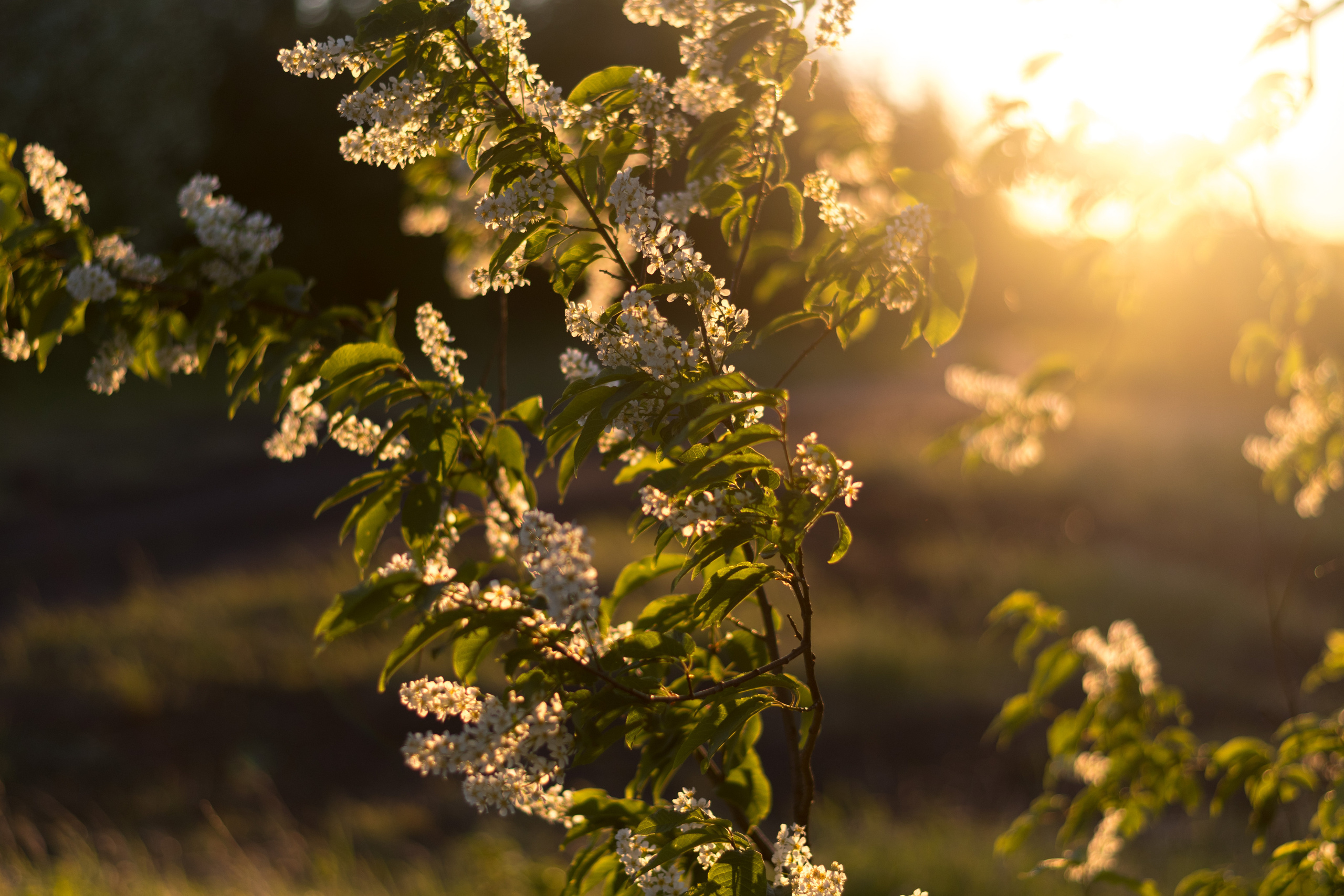 Черёмуха. Фотограф в с. Ижма Республика Коми Терентьев Сергей