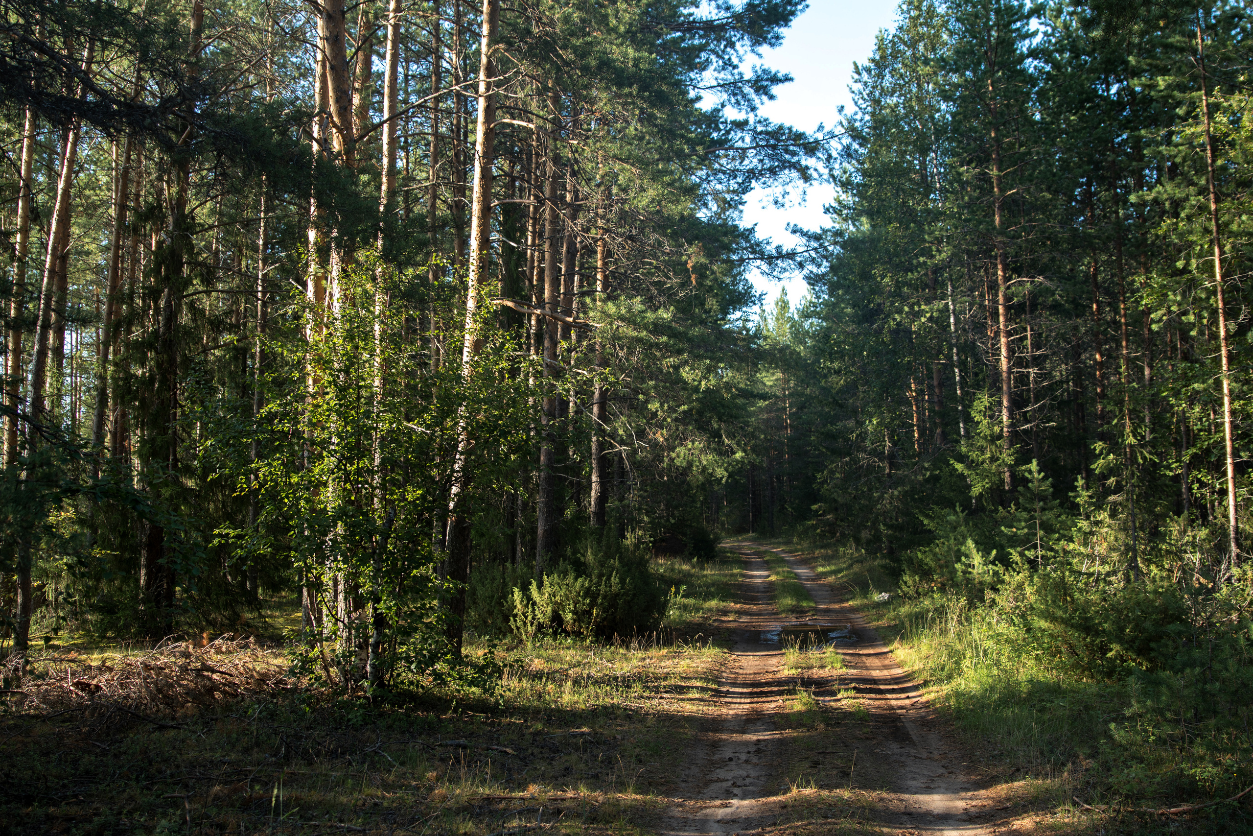 Лето. Фотограф в с. Ижма Республика Коми Терентьев Сергей