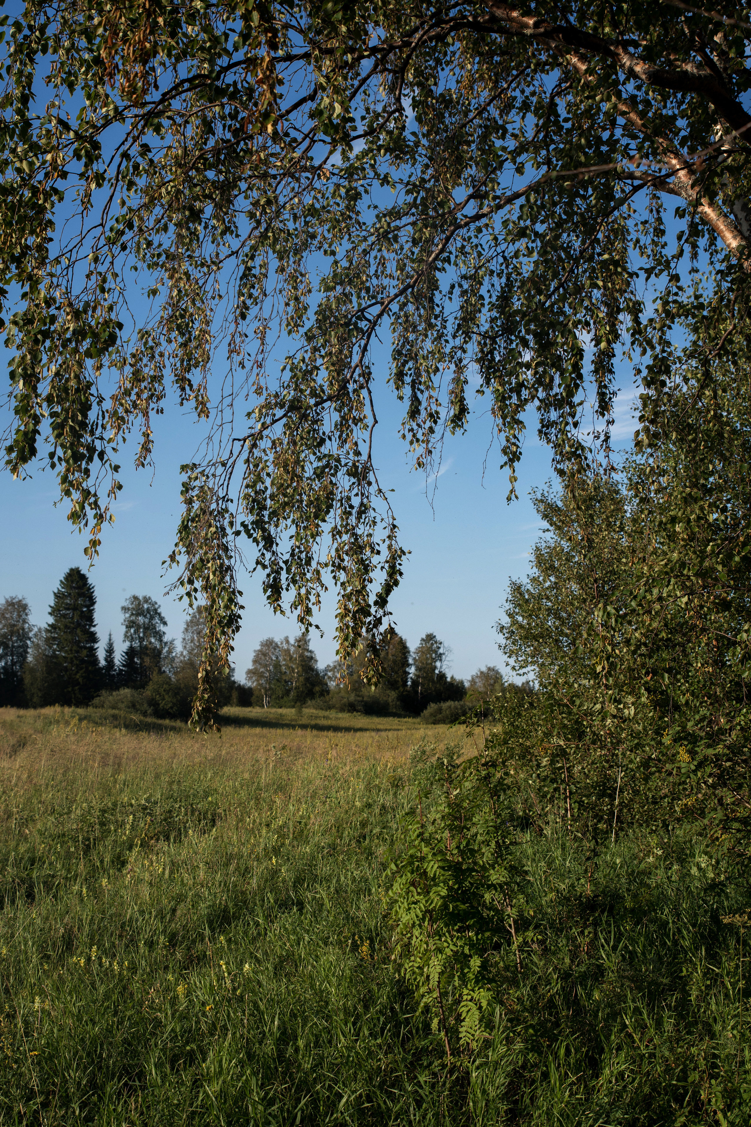 Лето. Фотограф в с. Ижма Республика Коми Терентьев Сергей